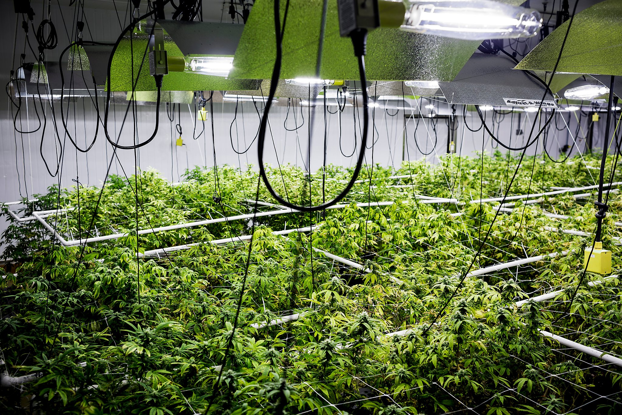 California Explores Energy Impacts Of Cannabis Cultivation