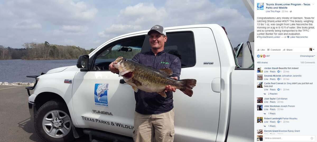 "Congratulations Larry Mosby of Garrison, Texas for catching ShareLunker #567! This beauty, weighing 13 lbs 1 oz, was caught from Lake Naconiche this morning on a jig in 8-10 ft of water. She looks great, and is currently being transported to the TFFC Lunker Bunker for care and evaluation."