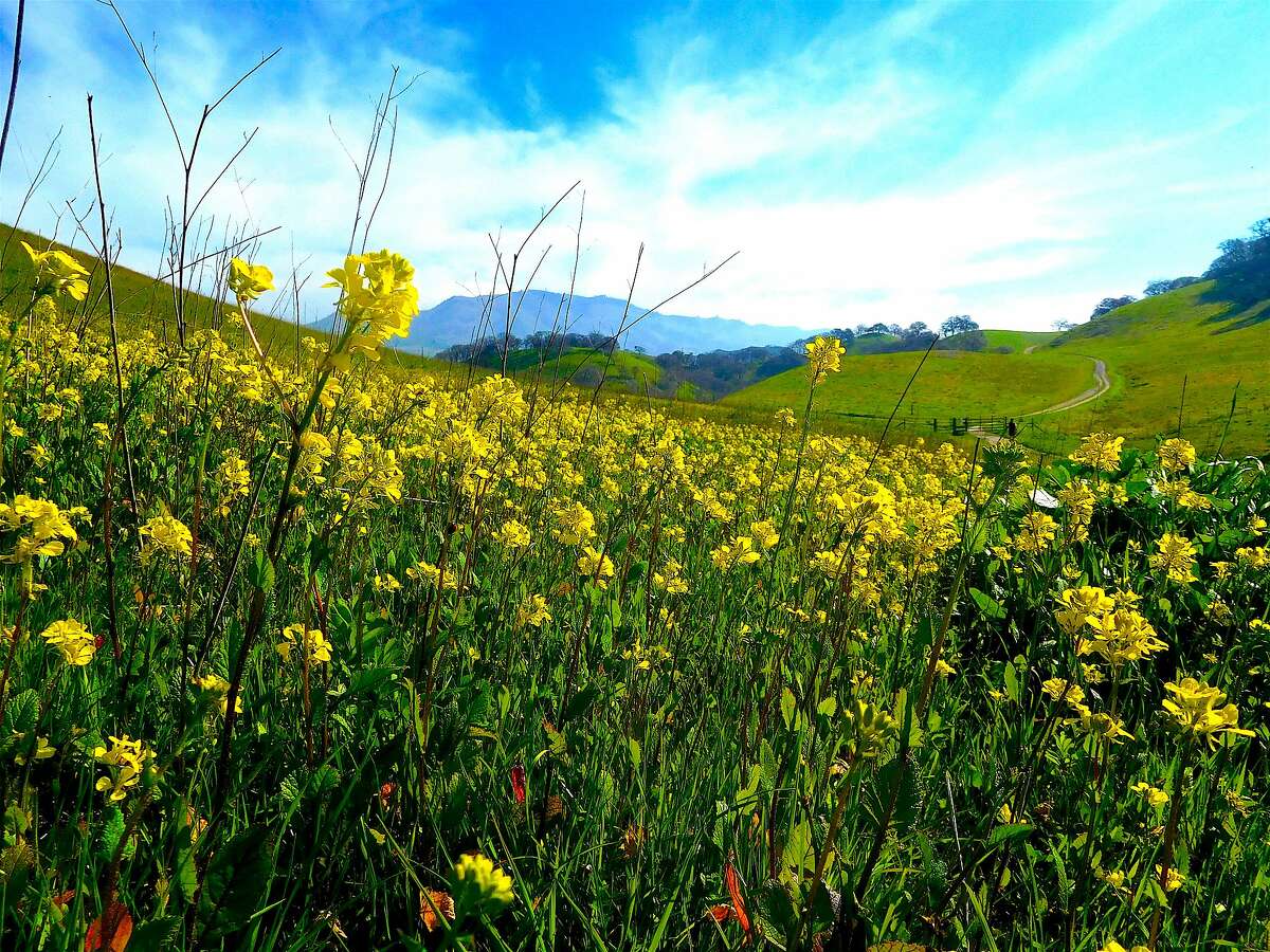 Blooming wild mustard on Briones Peak Trail at Briones Regional Park in the East Bay hills with a silhouette of Mount Diablo on the horizon