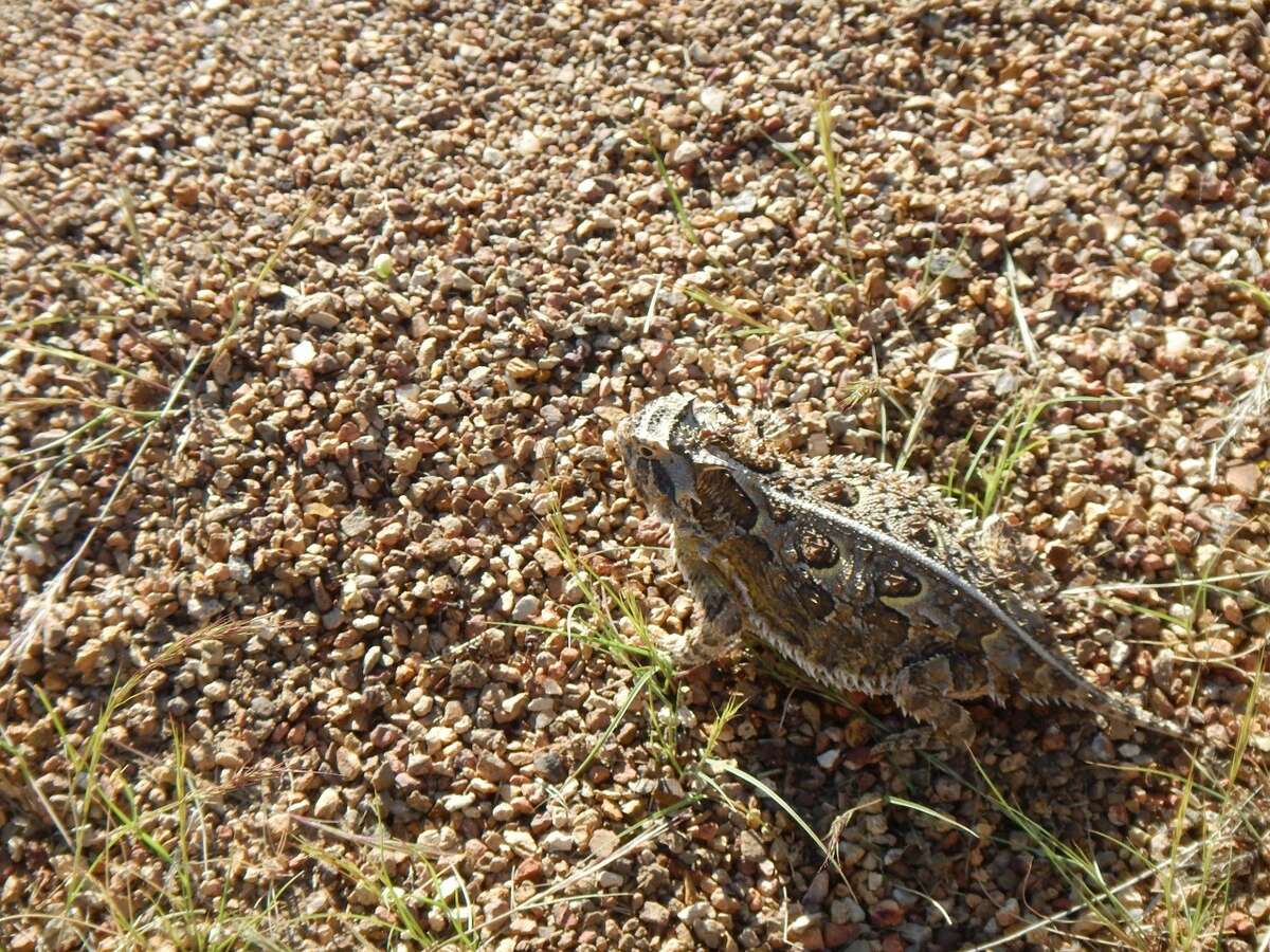 Hornedtoad 'whisperer' urges care with threatened species
