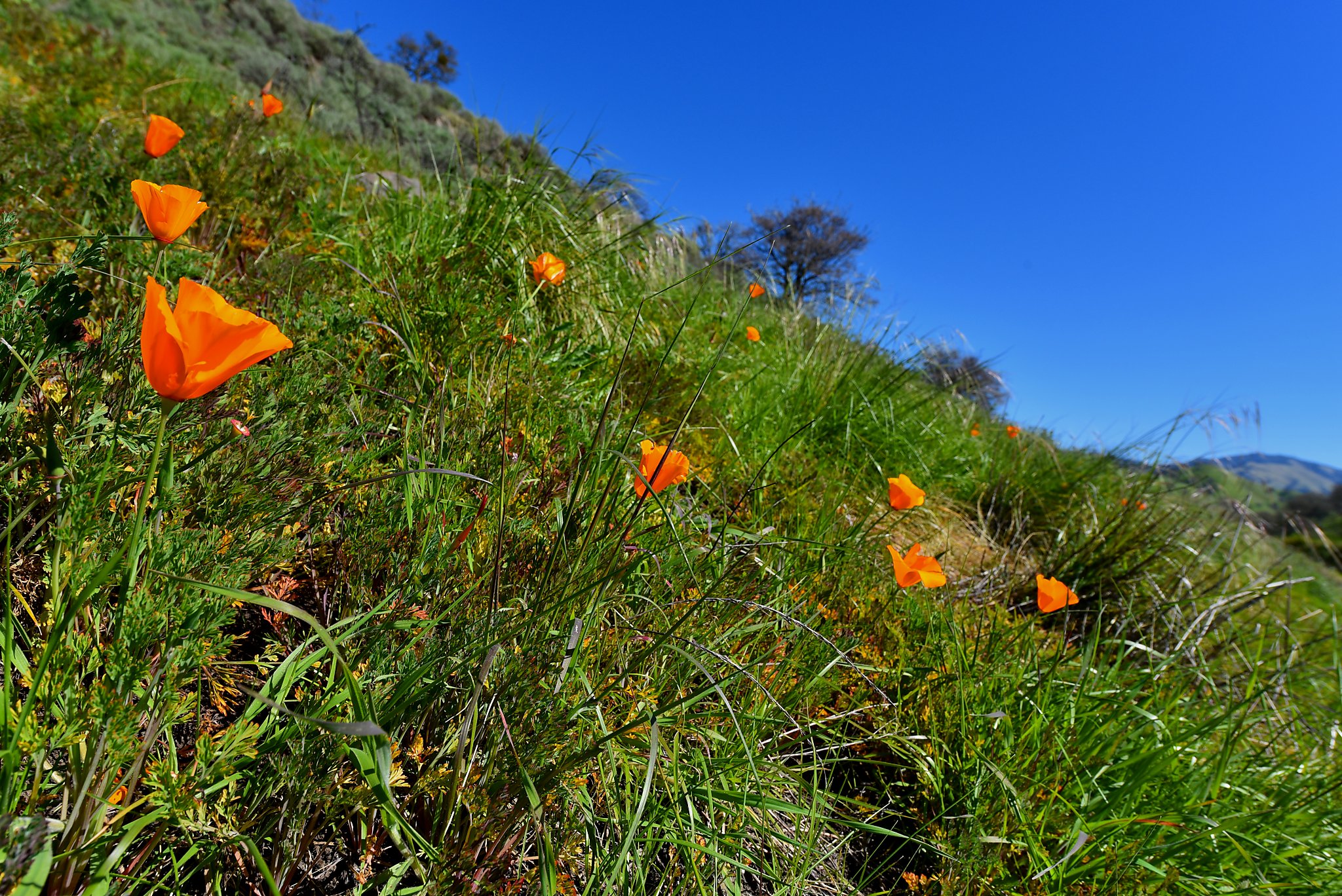 Bay Area’s wildflower bloom ready to start with a kaboom