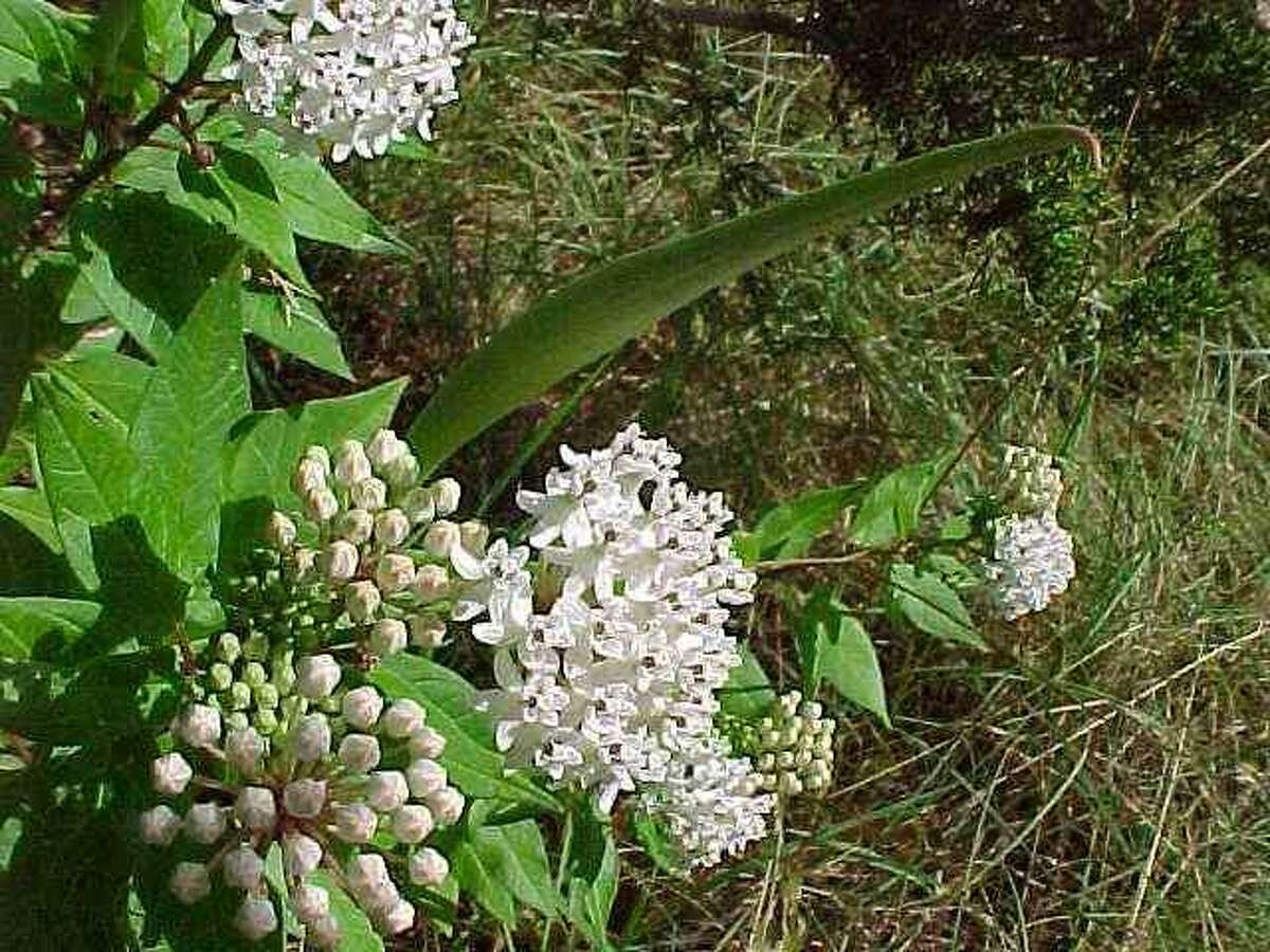 On Sunday morning, two editions of a special class on growing milkweeds for monarch butterflies will be offered. Native milkweed seed will be available.