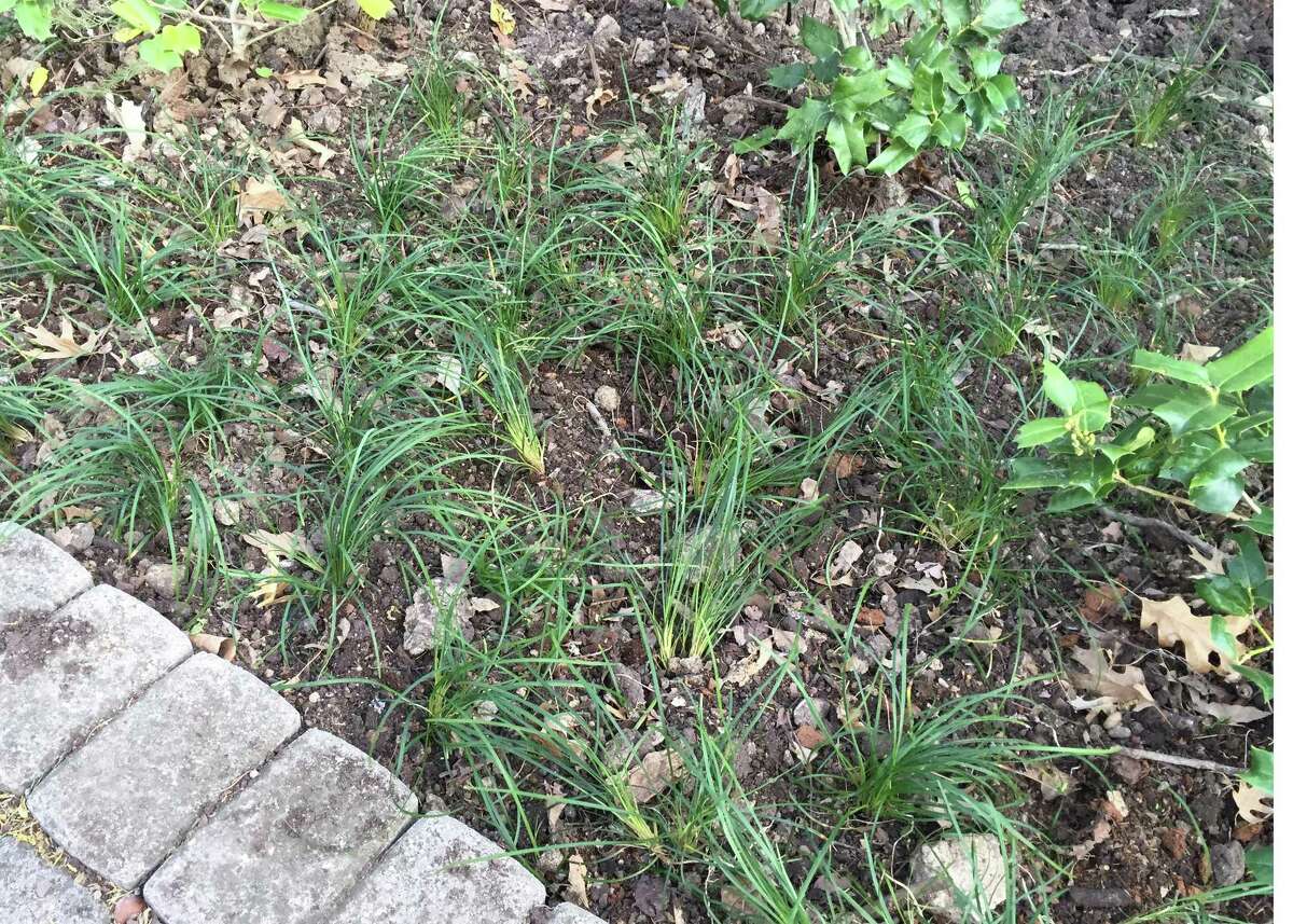 Any time of year is a good time to divide and replant mondograss. It is ultimately forgiving.