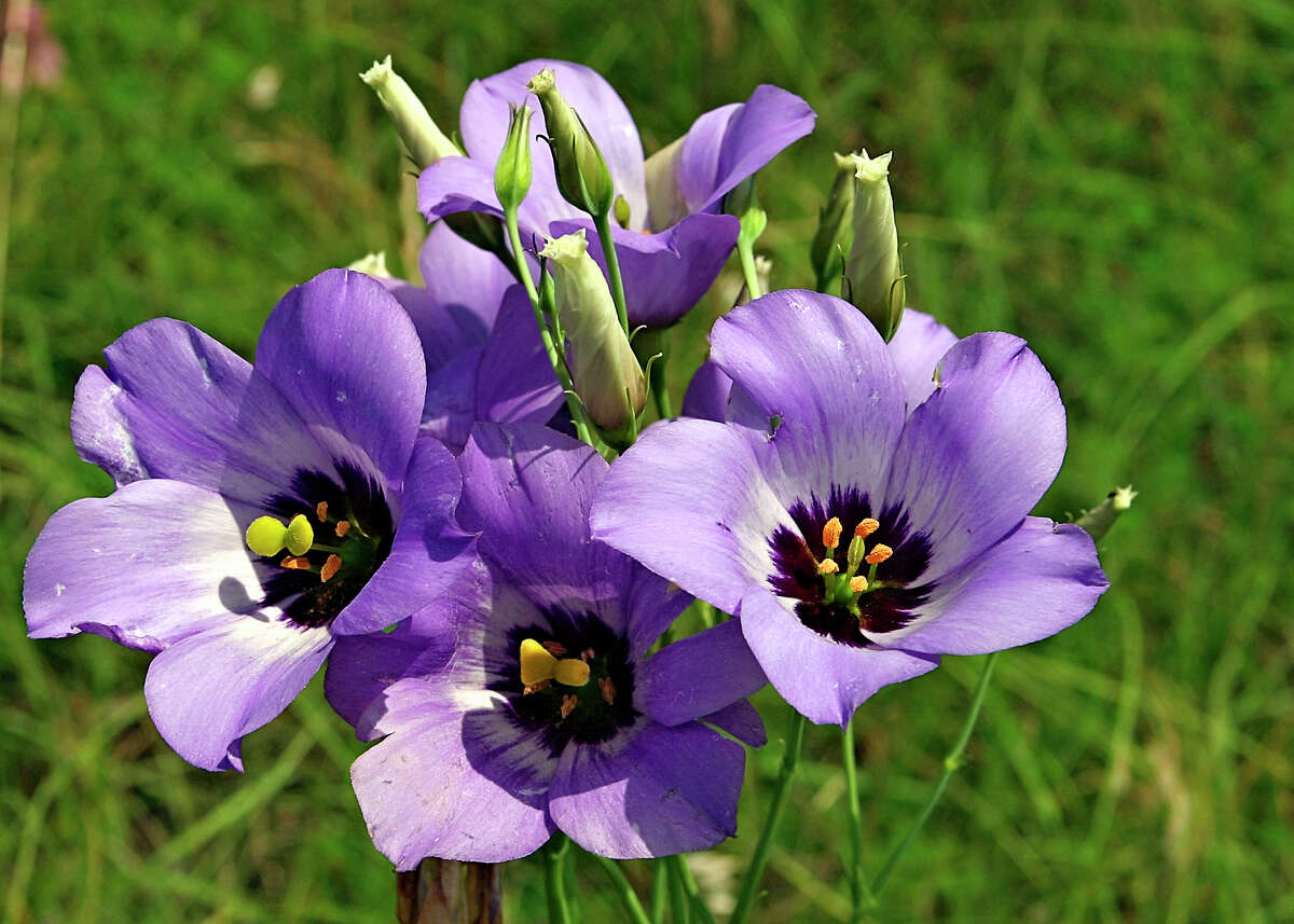 Texas bluebells wildflowers are good in the garden, too