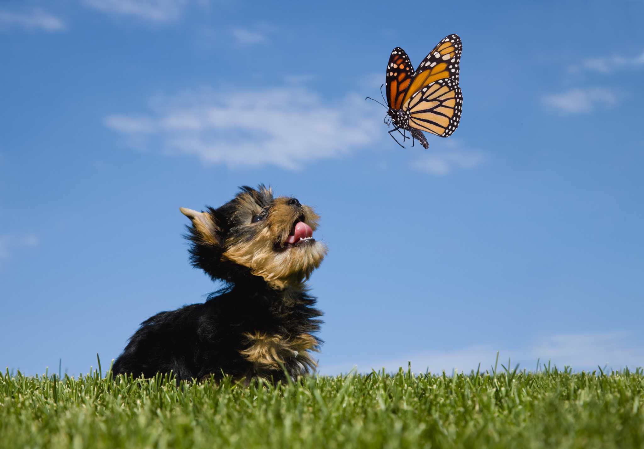 what happens if a dog eats a butterfly