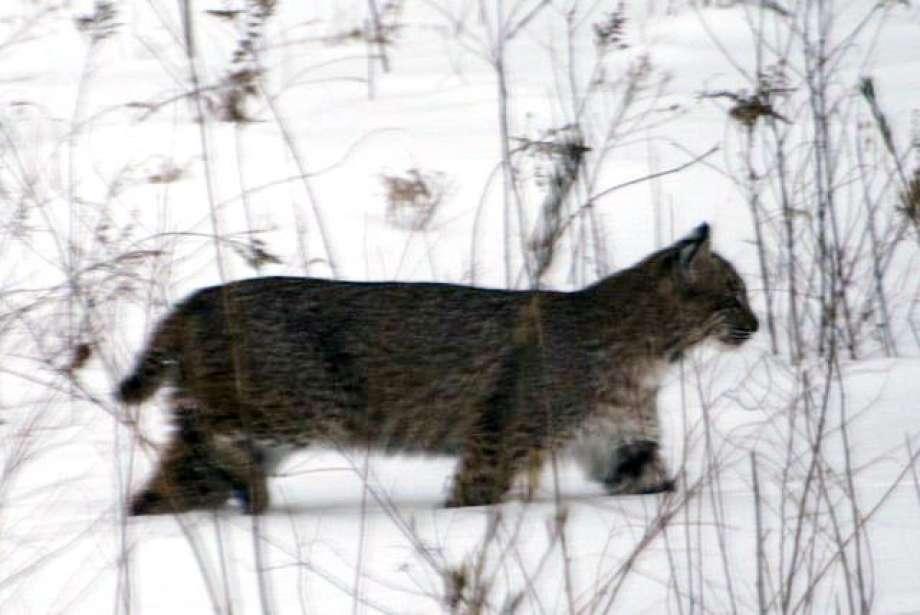 Bobcats little threat to humans, experts say