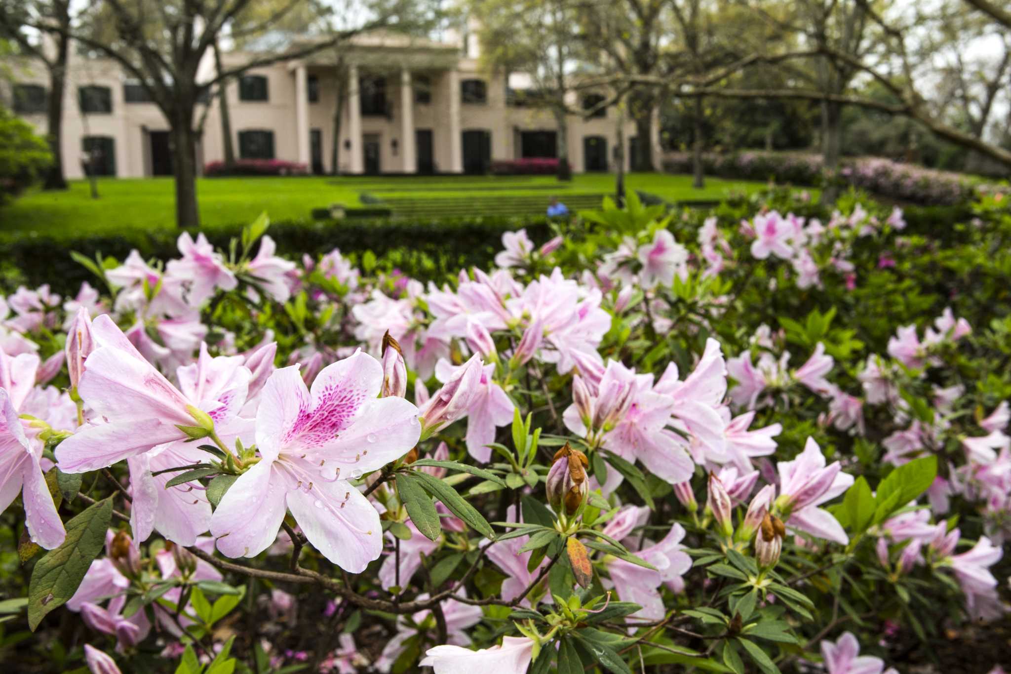 Azalea Trail promises showy feast for the eyes