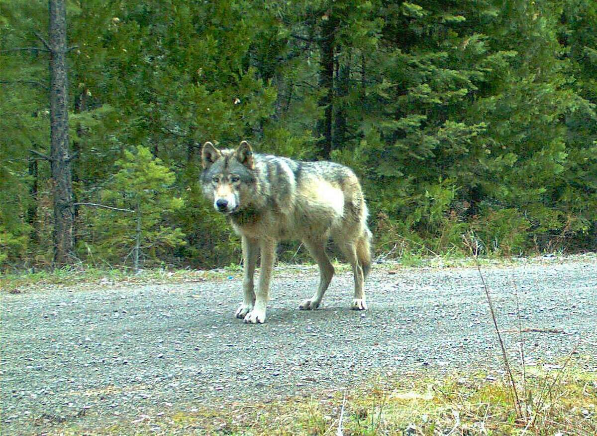 FILE - This photo provided by the Oregon Department of Fish and Wildlife which was made with a remote camera on May 3, 2014 shows the wolf designated OR-7 on the Rogue River-Siskiyou National Forest in southwest Oregon’s Cascade Range. The department says genetic testing from the Univeristy of Idaho shows the mate OR-7 found is a wild wolf, and related to two packs in northeastern Oregon neighboring the Imnaha pack that OR-7 left in 2011 to find a mate. (AP Photo/Oregon Department of Fish and Wildlife)