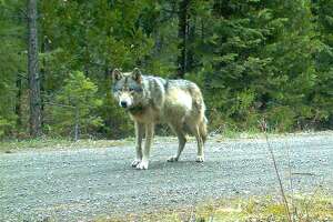 加州著名的灰狼OR-7被推定死亡