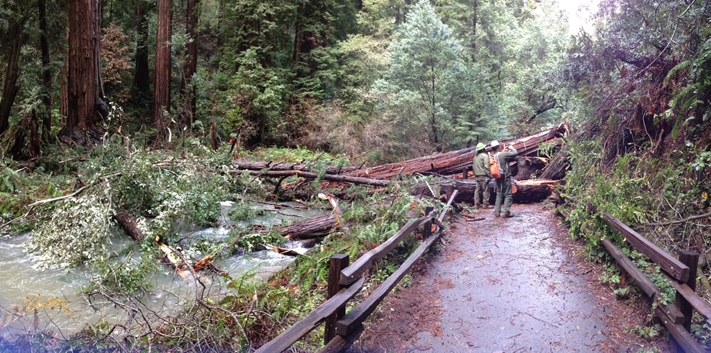 Nearly a dozen trees have fallen in Muir Woods. The long-term effects ...