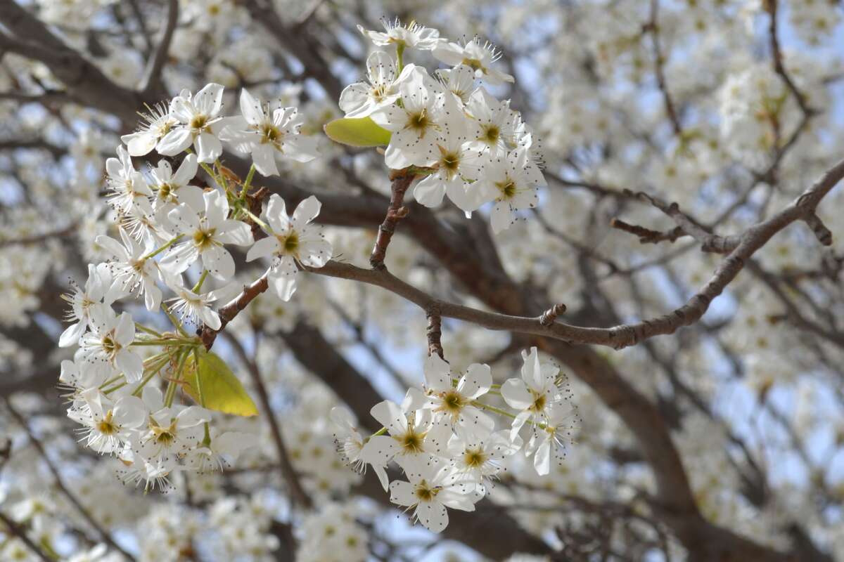 Trees Blooming Early After Warm February