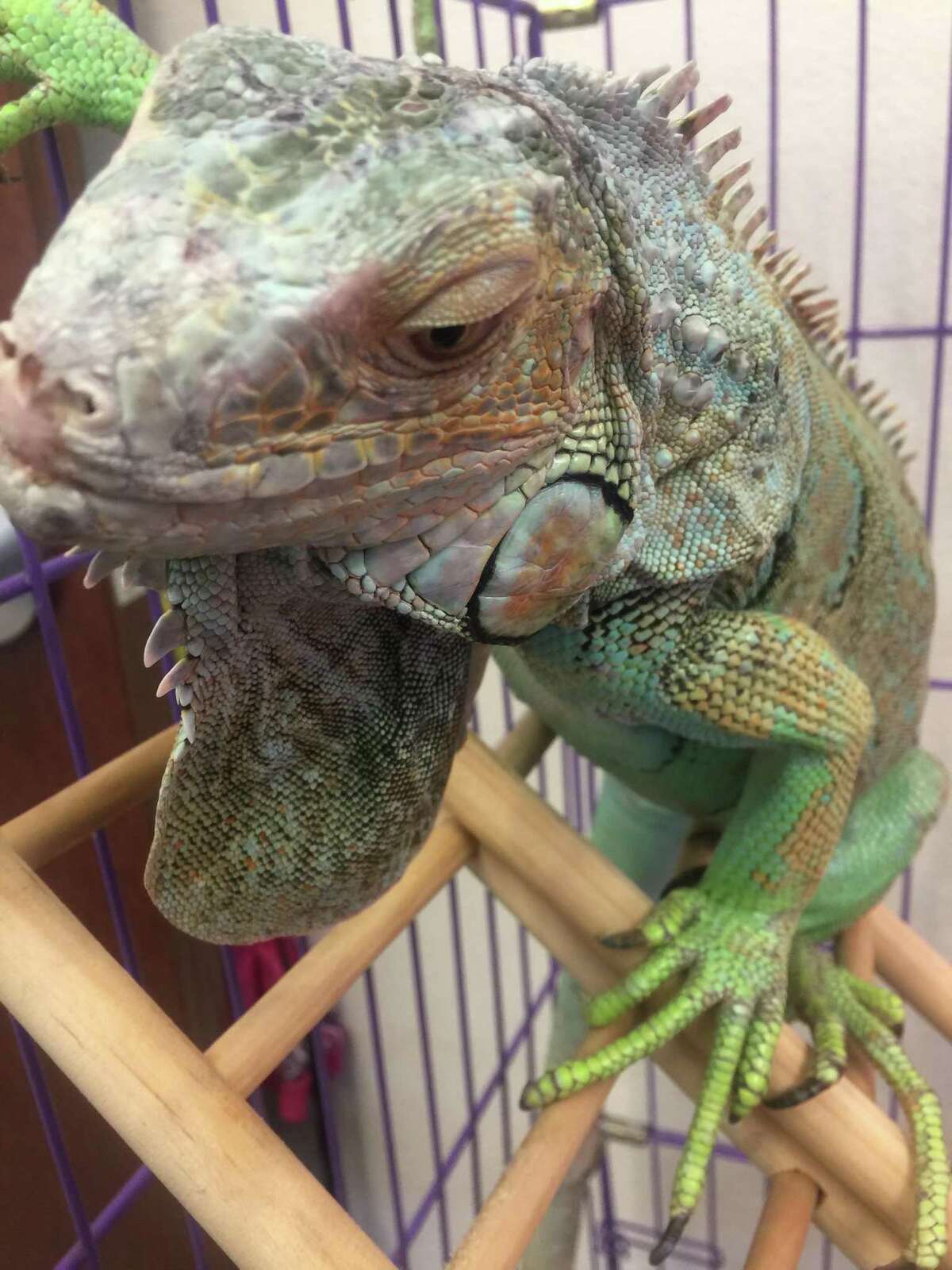 Leonidas the iguana was found marching down the middle of a San Antonio street on the Northwest Side on Feb. 22, 2017. A woman who helped shepherd the 2-foot-long reptile onto a neighbor's lawn called Animal Care Services; an ACS officer rescued the iguana from the tree where it had climbed. ACS is looking for its owner.