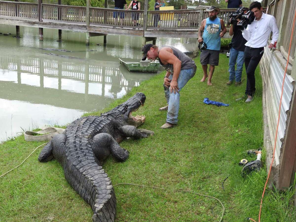 Gary Saurage, co-owner of Gator Country in Beaumont, gets acquainted with a massive 13-foot, 8-inch alligator he helped capture Wednesday in Champion Lake south of Dayton, Texas. The nuisance gator has been relocated to Saurage's facility where it will live out the rest of its life in a natural habitat.