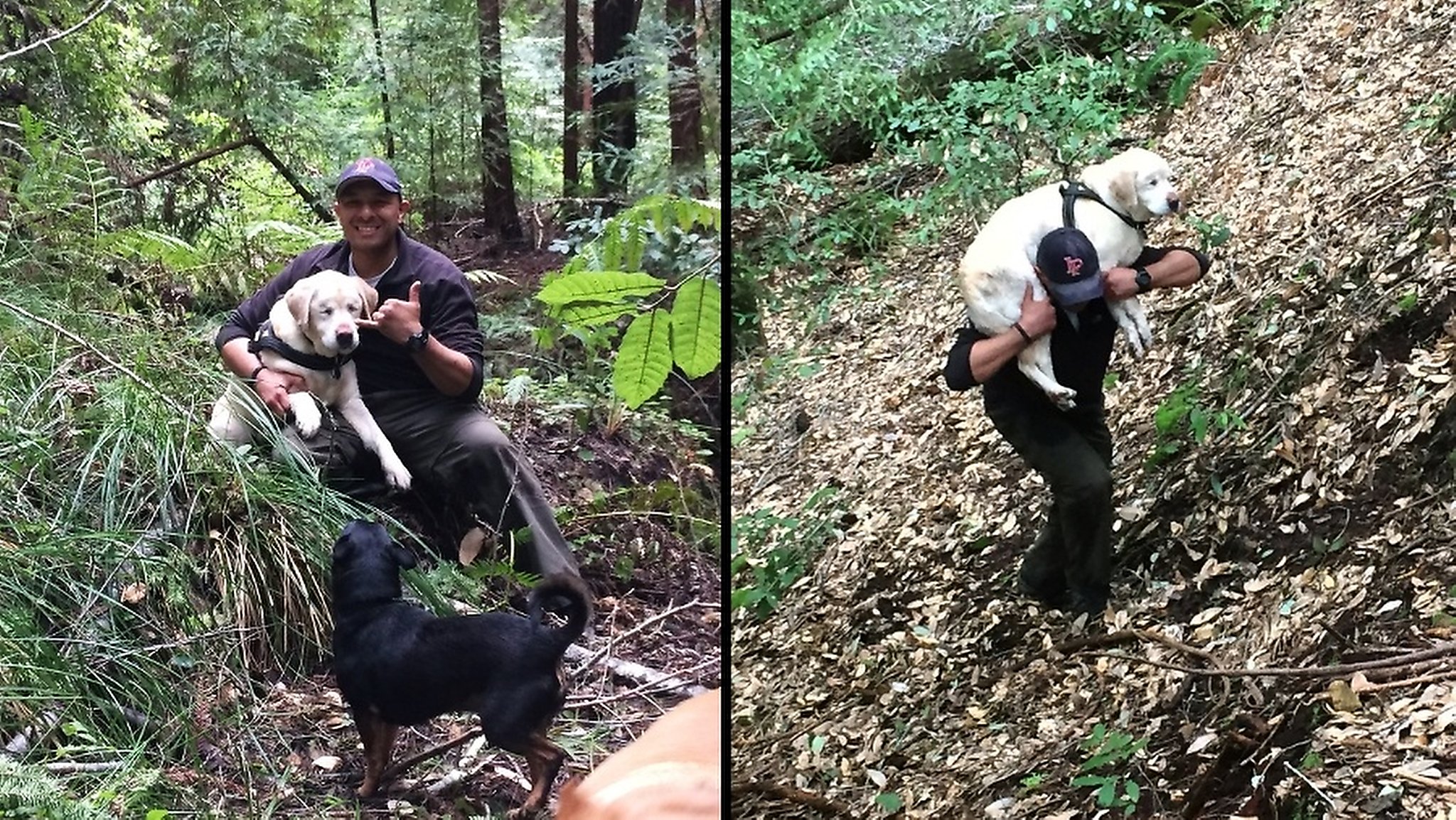 Blind Lab miraculously rescued after 8 days in Santa Cruz Mountains