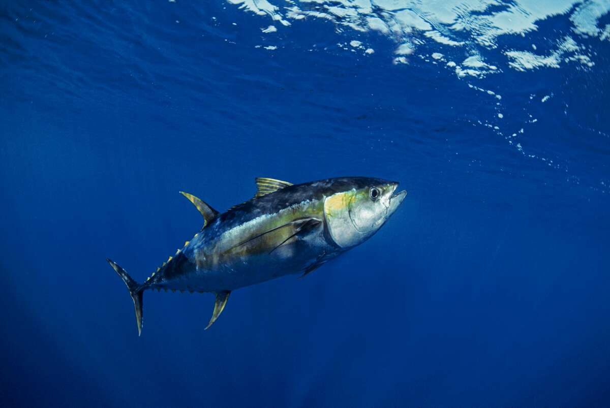 (NOTE: All weights are in pounds and all lengths are in inches)  Species: Yellowfin Tuna  Weight: 216.20 Length: 80.00 Date: Oct. 11, 1998 Angler: Jim Dickson Method: Rod and Reel 