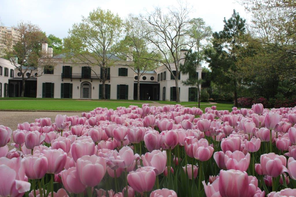 Azalea Trail to wind through River Oaks Houston Chronicle