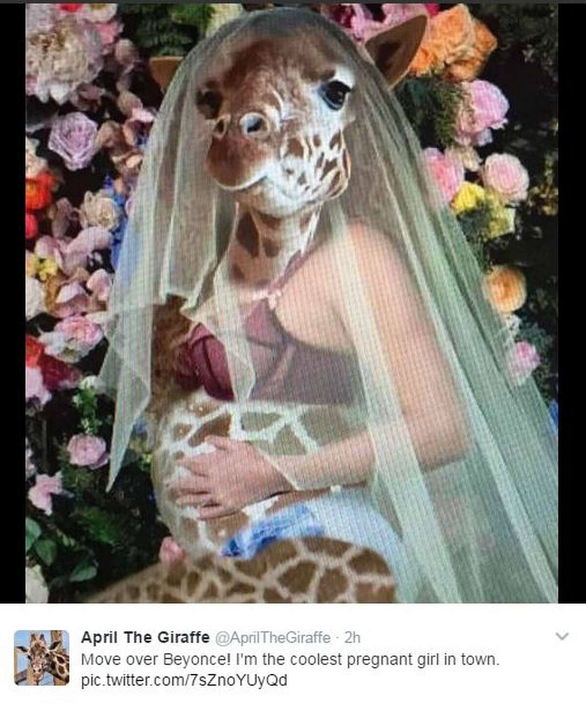 Some of Twitter's best reactions to April the Giraffe's seemingly never-ending pregnancy.