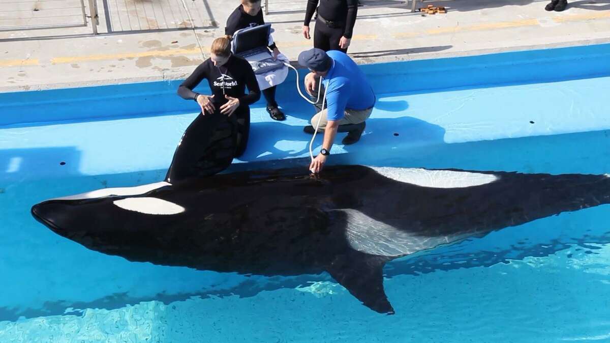 SeaWorld workers perform a sonogram on Takara, a 25-year-old orca, weeks before she's expected to give birth to an orca calf in video provided by the company.