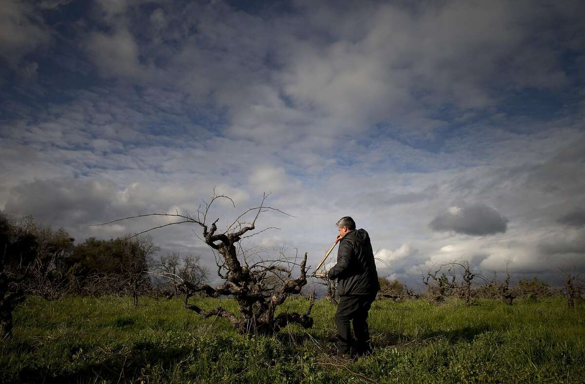 Rob Campbell, owner of Story Winery, prunes some branches from a Mission Grape vine at his winery in Plymouth, Calif., on Monday, March 6, 2017. The winery still harvests the Mission grape, which was the first type of grapevine to be planted in California. Few Mission vines remain, but Story Winery has about an acre remaining of vines planted in 1894.