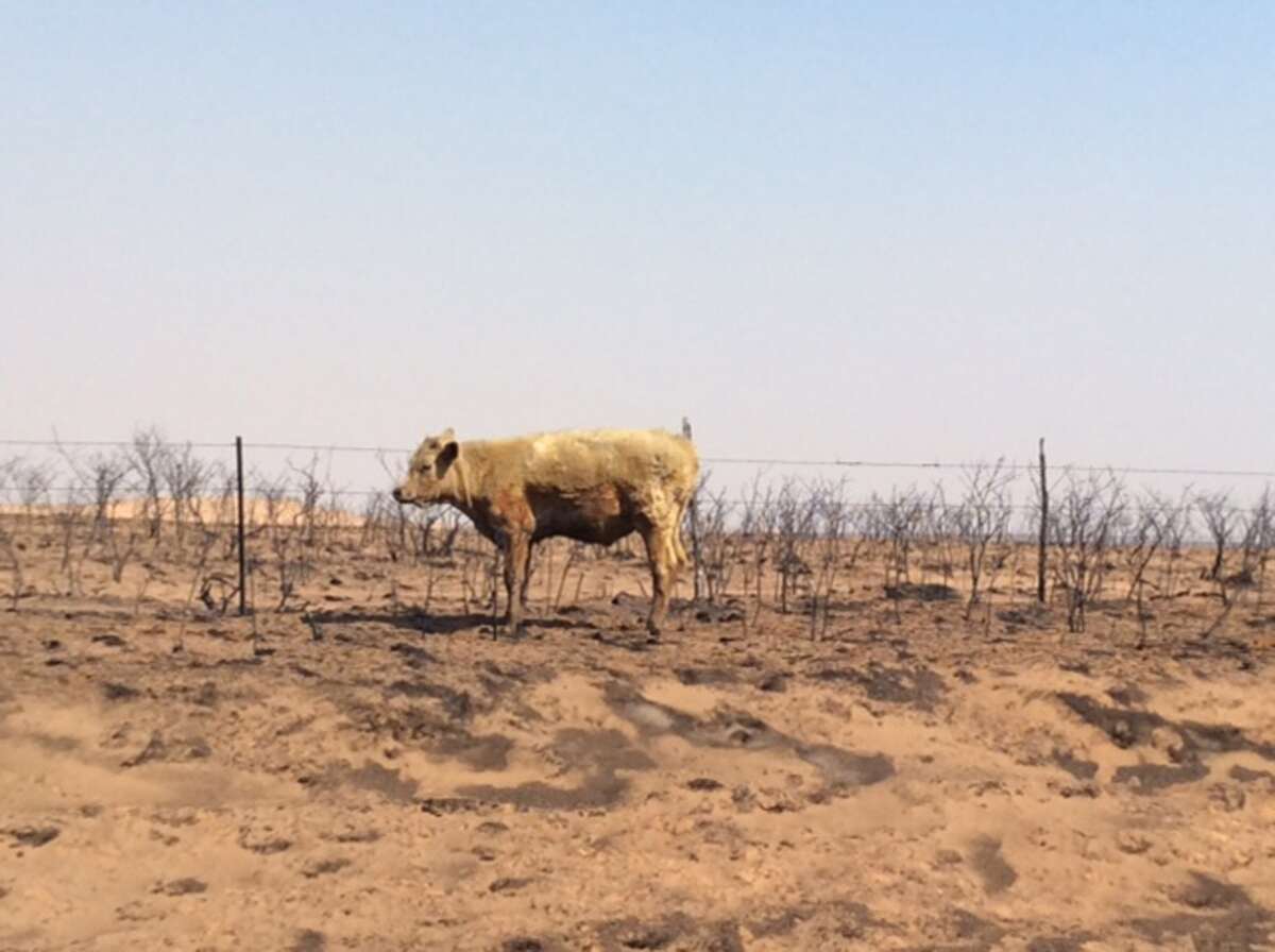 Many cattle perished in the Texas Panhandle wildfires, but others that survived will need to be examined by a veterinarian as soon as possible.