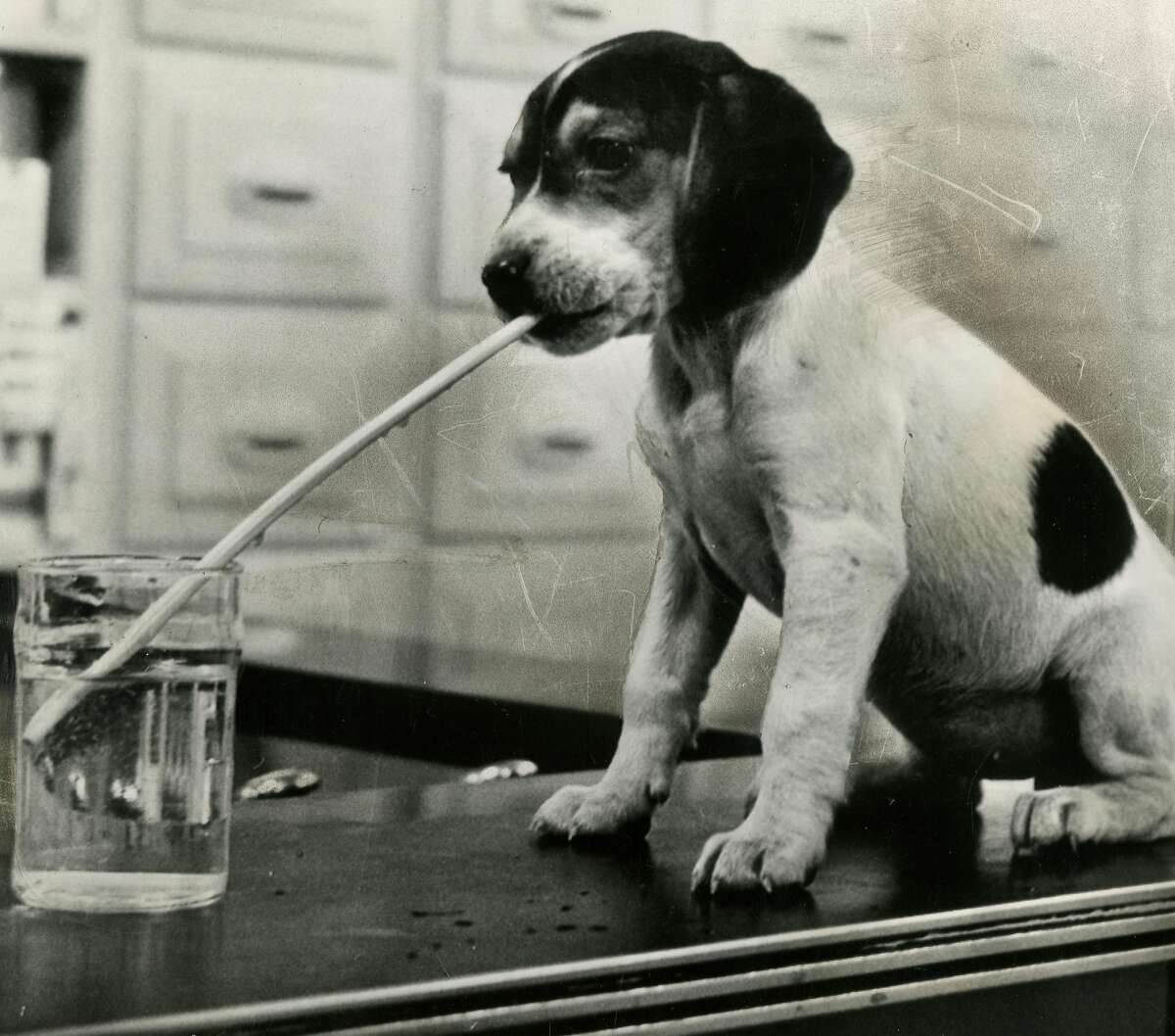 Beagle puppy, "Pat Too," or Pat the second, learns to sip through a straw at his master's pharmacy soda fountain. January 5, 1967. Photo courtesy of AP.