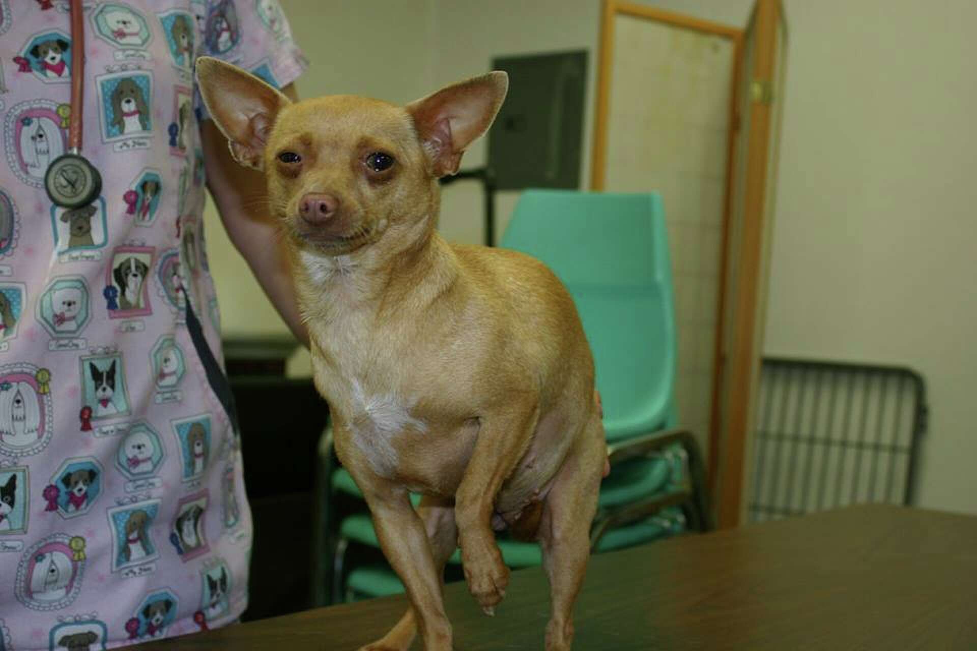 80 Chihuahuas rescued in Solano County need homes