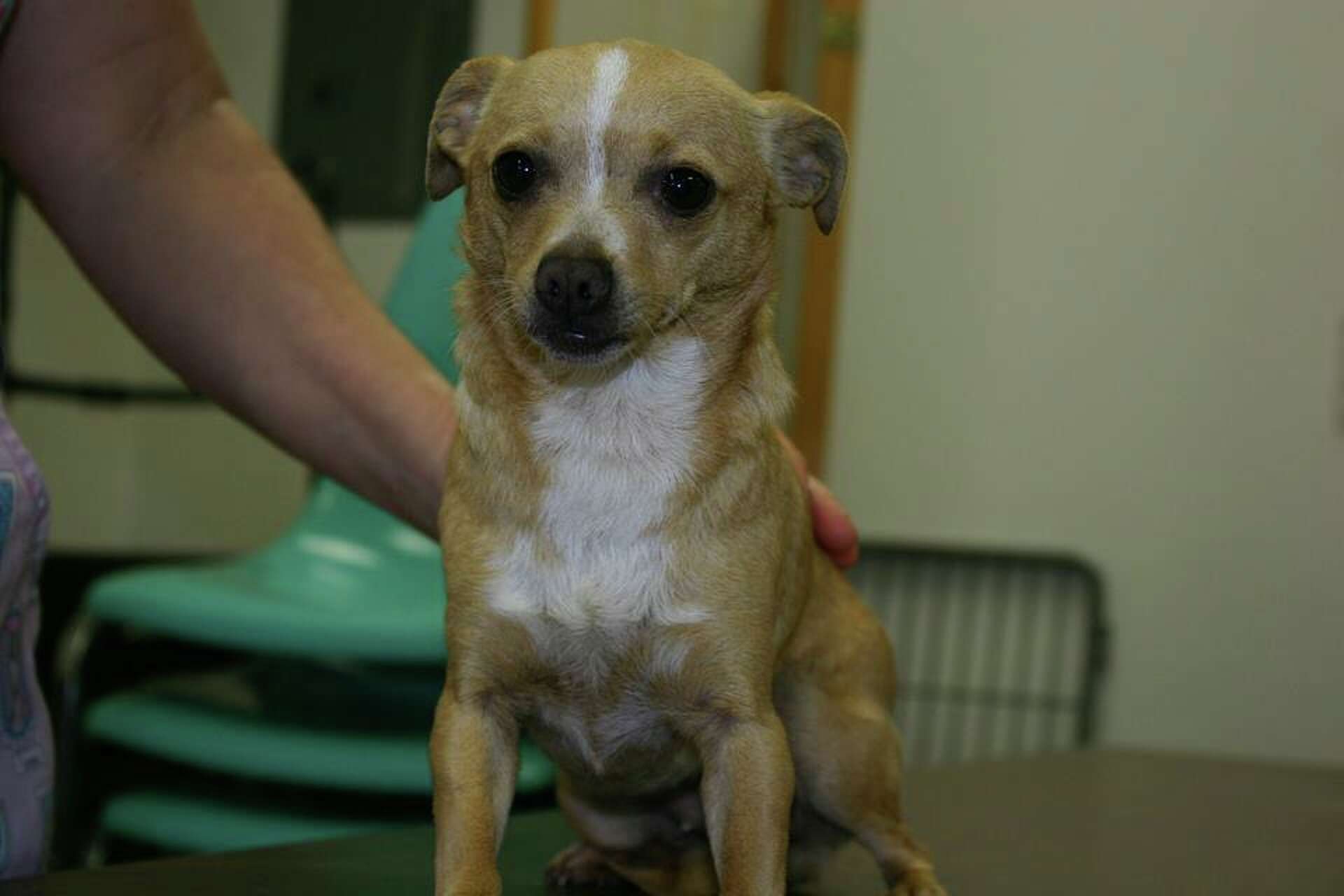 80 Chihuahuas rescued in Solano County need homes