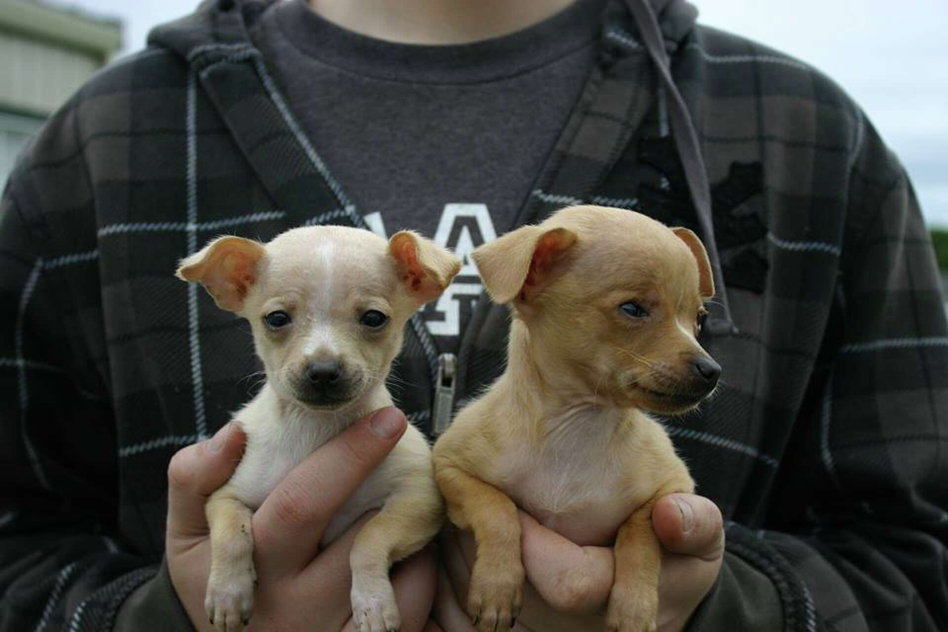 80 Chihuahuas rescued in Solano County need homes