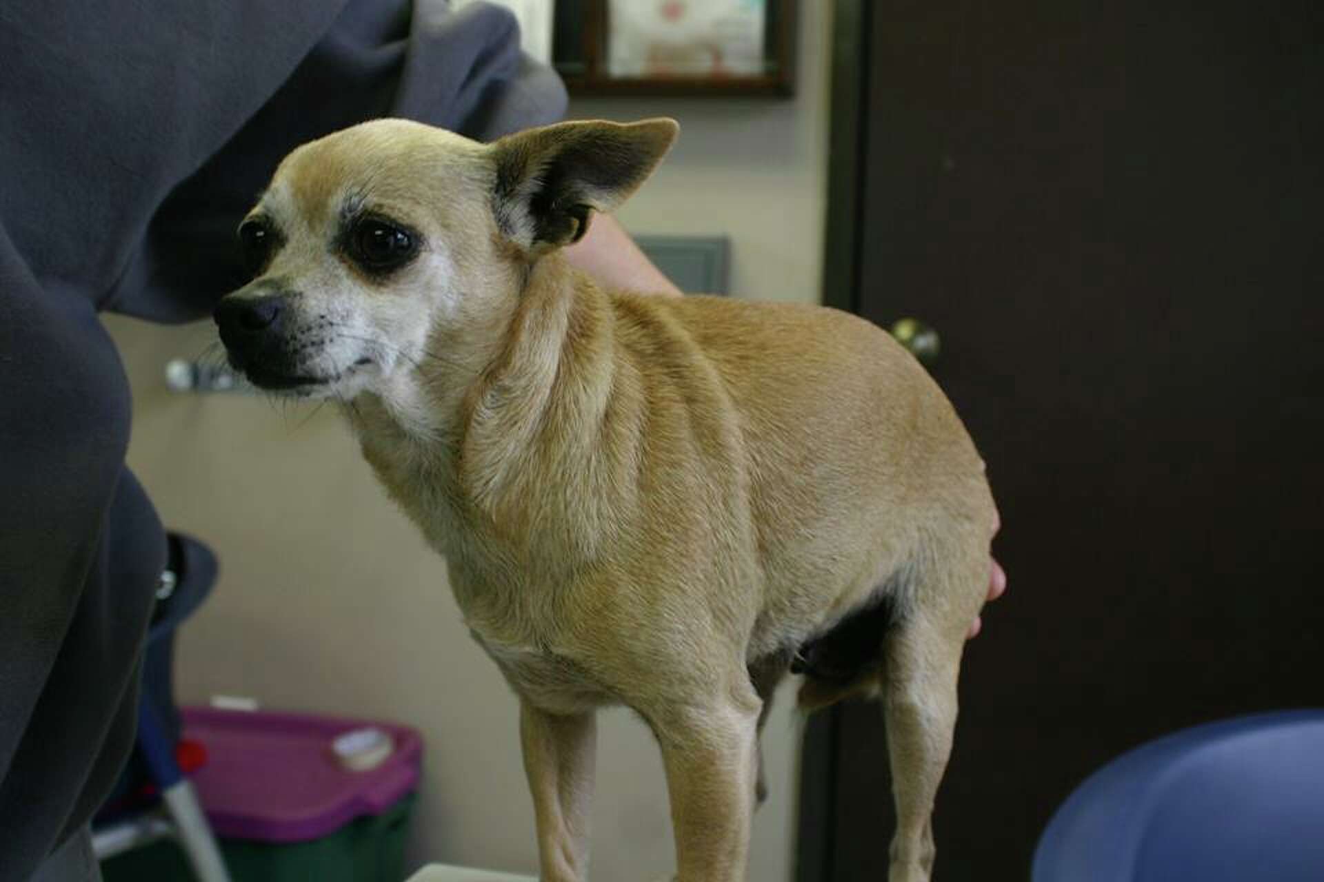 80 Chihuahuas rescued in Solano County need homes