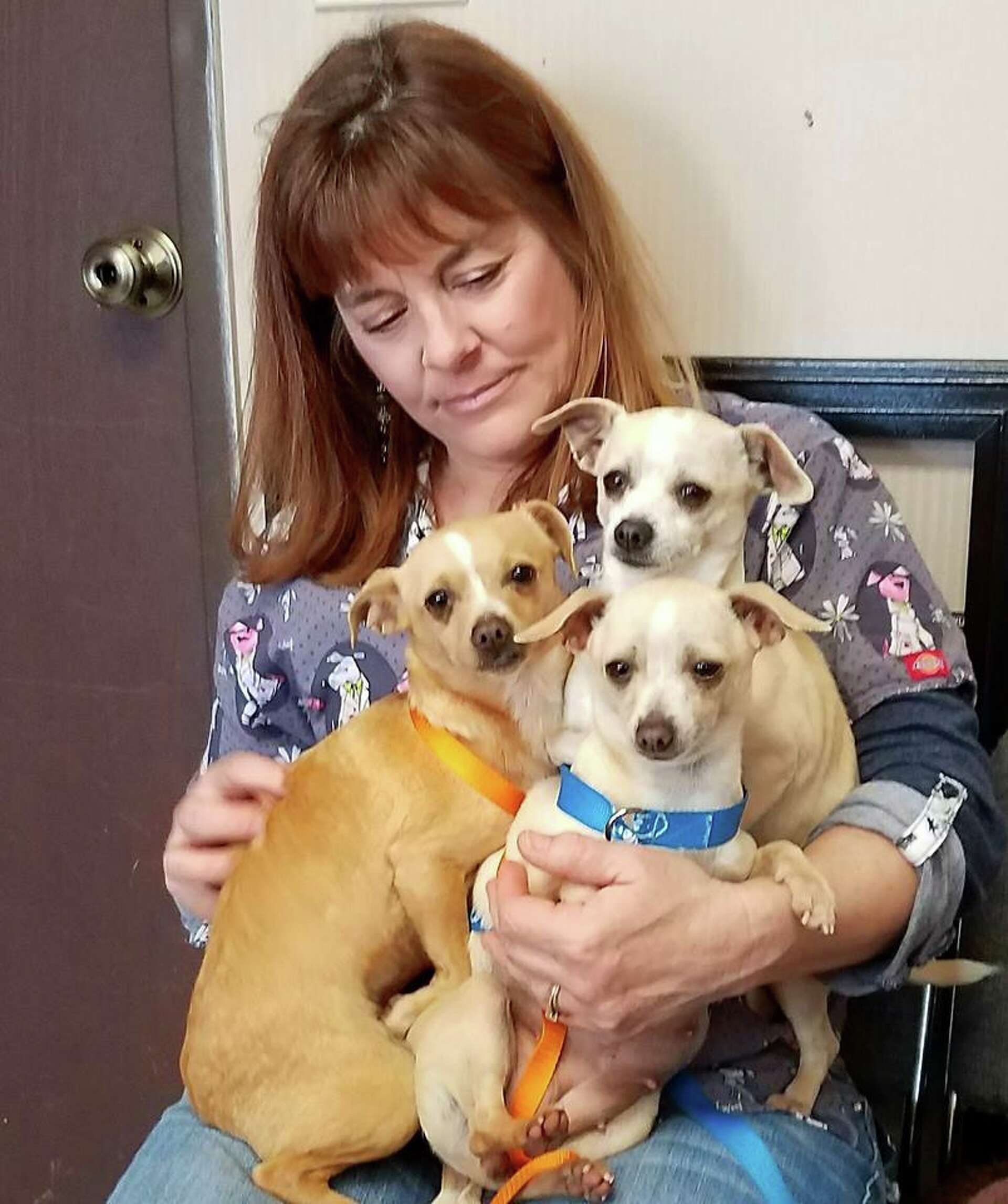 80 Chihuahuas rescued in Solano County need homes