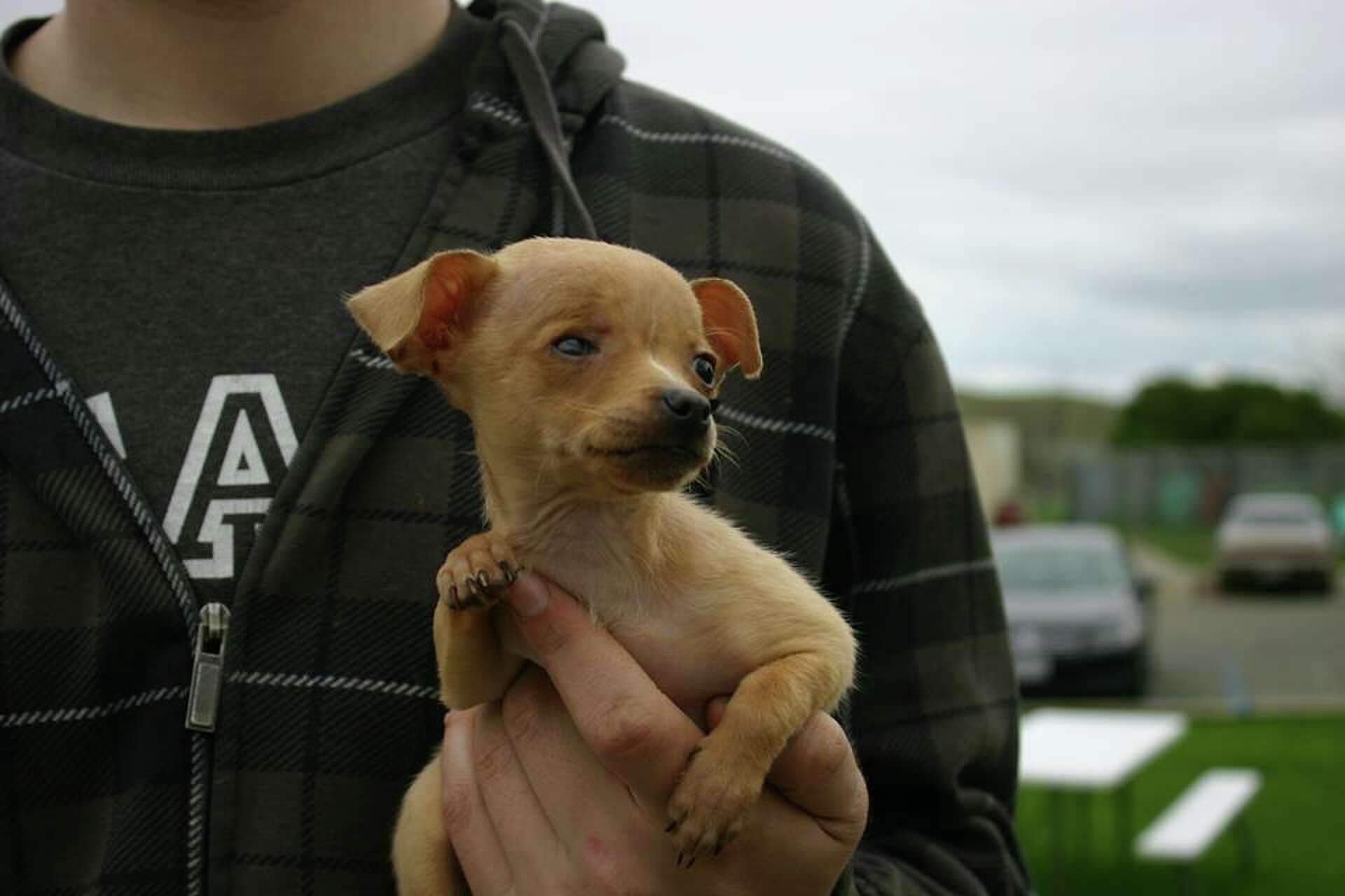 80 Chihuahuas rescued in Solano County need homes