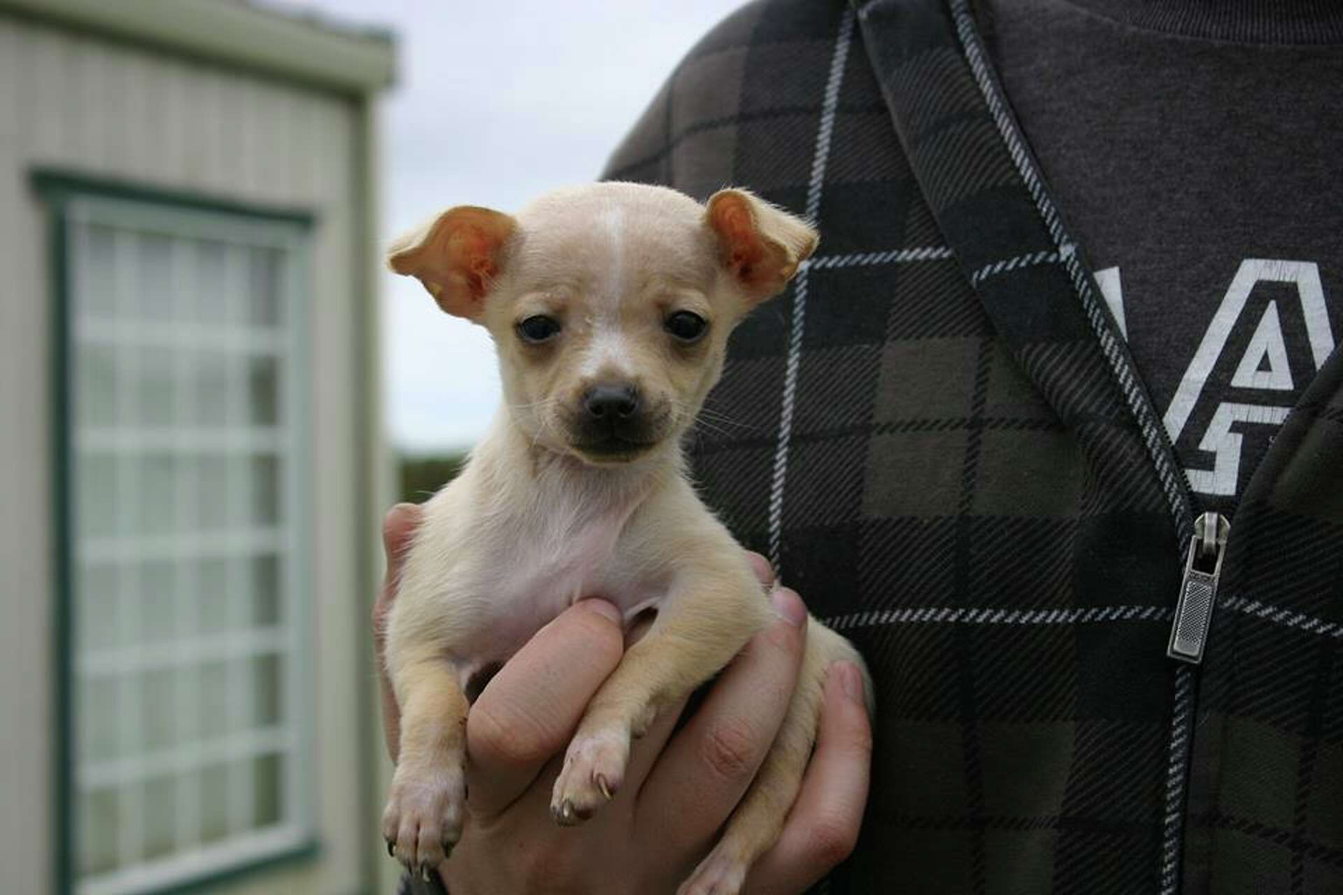 80 Chihuahuas rescued in Solano County need homes