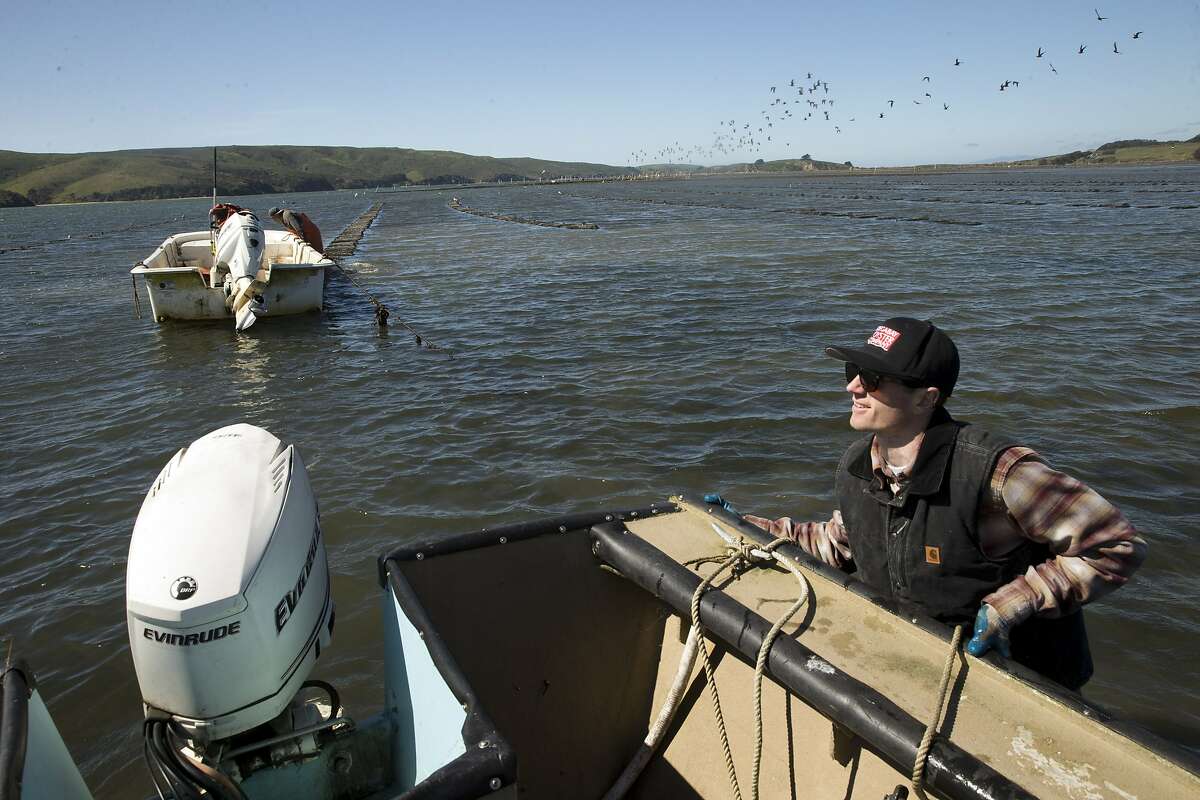 Whitt Strain, manager at Point Reyes Oyster Co., maneuvers his boat near the oyster beds in Marshall, Calif., on Wednesday, March 8, 2017. Strain recently got a call, since-retracted, that some consumers had suffered gastrointestinal distress after eating oysters from his Tomales Bay farm. Initially, the suspect oysters were believed to have come from a part of the bay that's prone to runoff with manure from local dairies during winter storms, which can send fecal coliform into the water that can infect oysters with either vibrio or norovirus. Investigators with the California Department of Public Health now believe the source of the bad oysters is a farm in Washington, but the issue raises questions about how oyster safety is maintained during big winter storms.