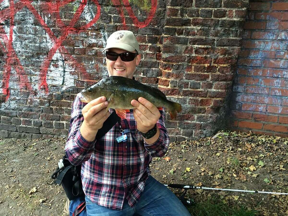 The canals that run across London also offer angling opportunities in a densely urban setting, such as this perch caught on Regents Canal under the Kingsland Road Bridge.