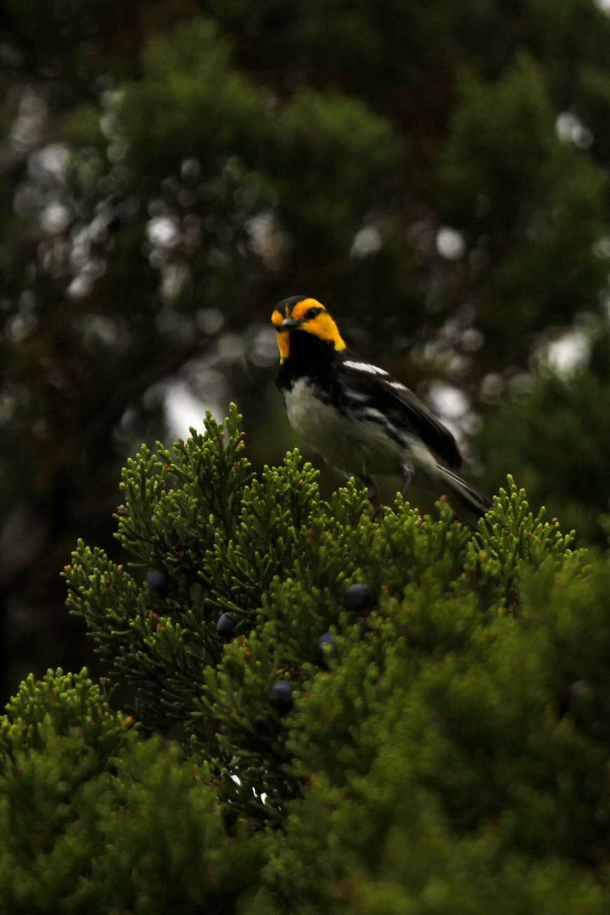 metro - A Golden-cheeked Warbler is perched on an Ashe juniper tree in the conservation easement on 57-acres of hilltop property in The Dominion on Saturday, April 2, 2011. LISA KRANTZ/lkrantz@express-news.net