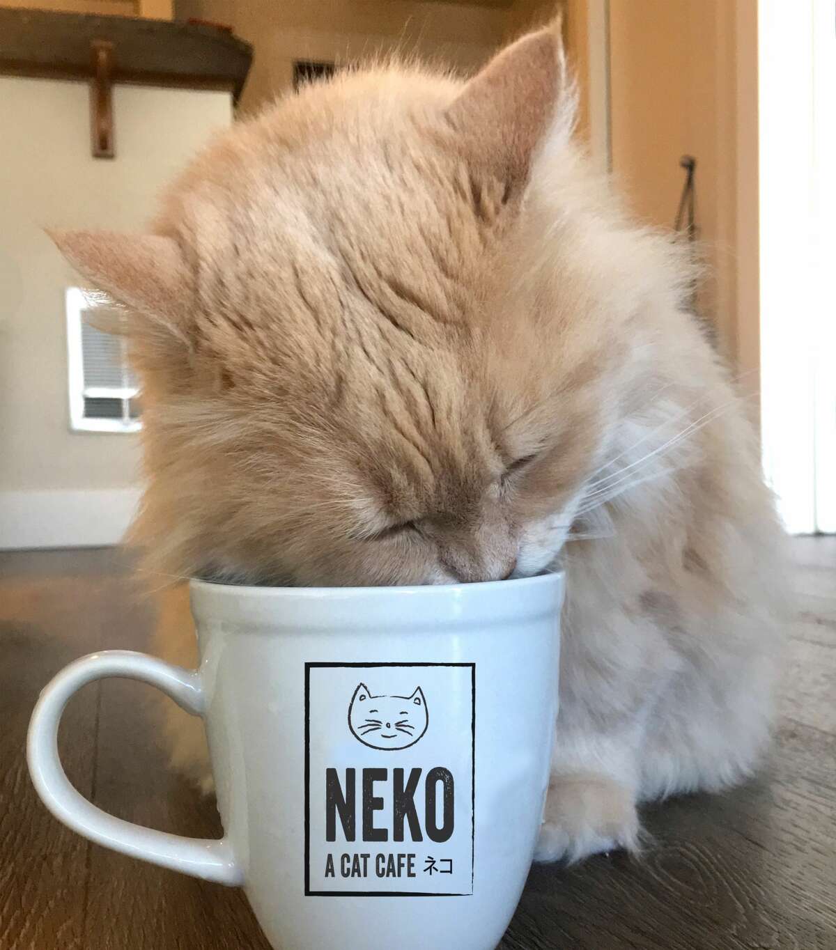Neko Cafe will open for business this summer in a 1,022 square foot space on Pine Street. 