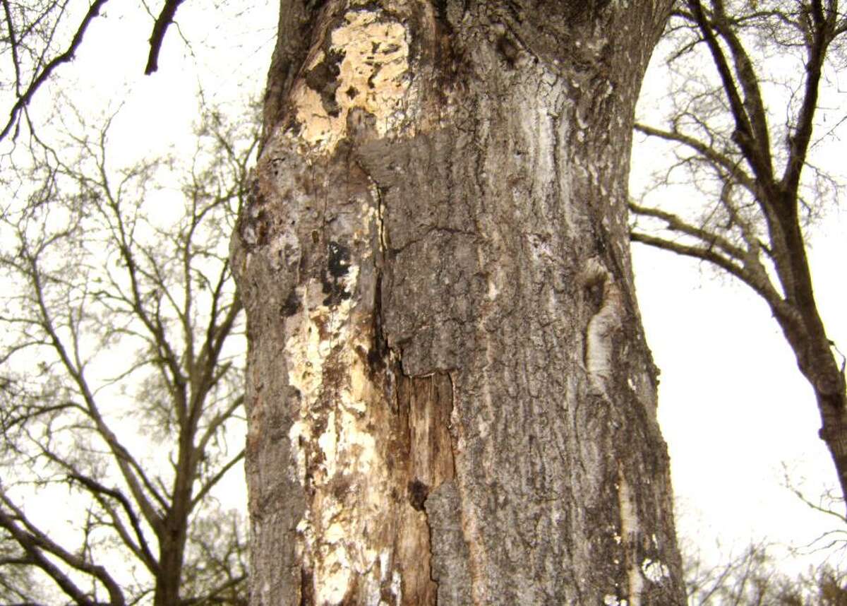 The organism involved here is Hypoxylon canker, and it attacks trees that were badly weakened by the drought. It also kills oaks, notably post oaks, that have had their root systems covered with fill soil.