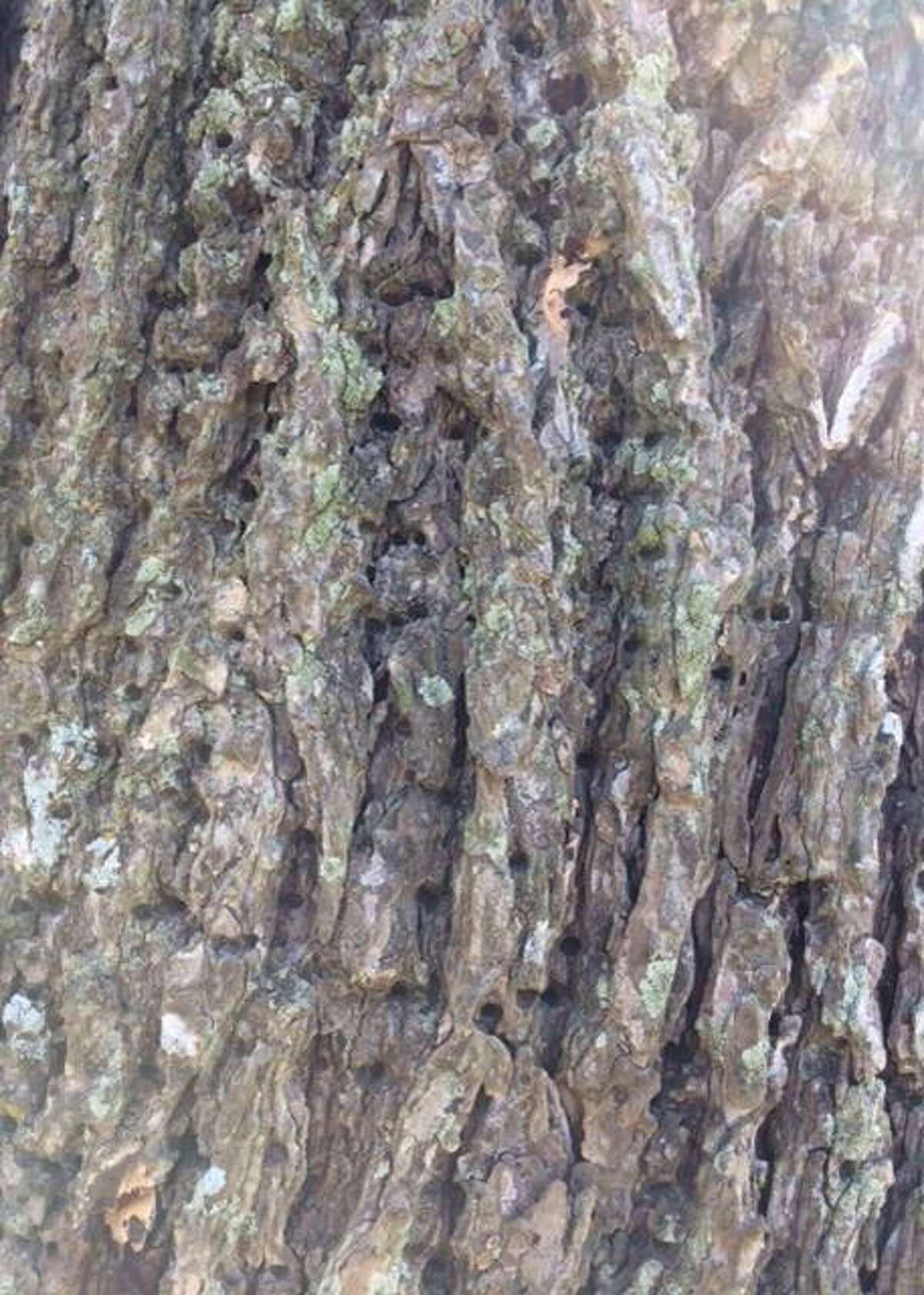 These are borer holes, randomly spaced on the tree?•s trunk.