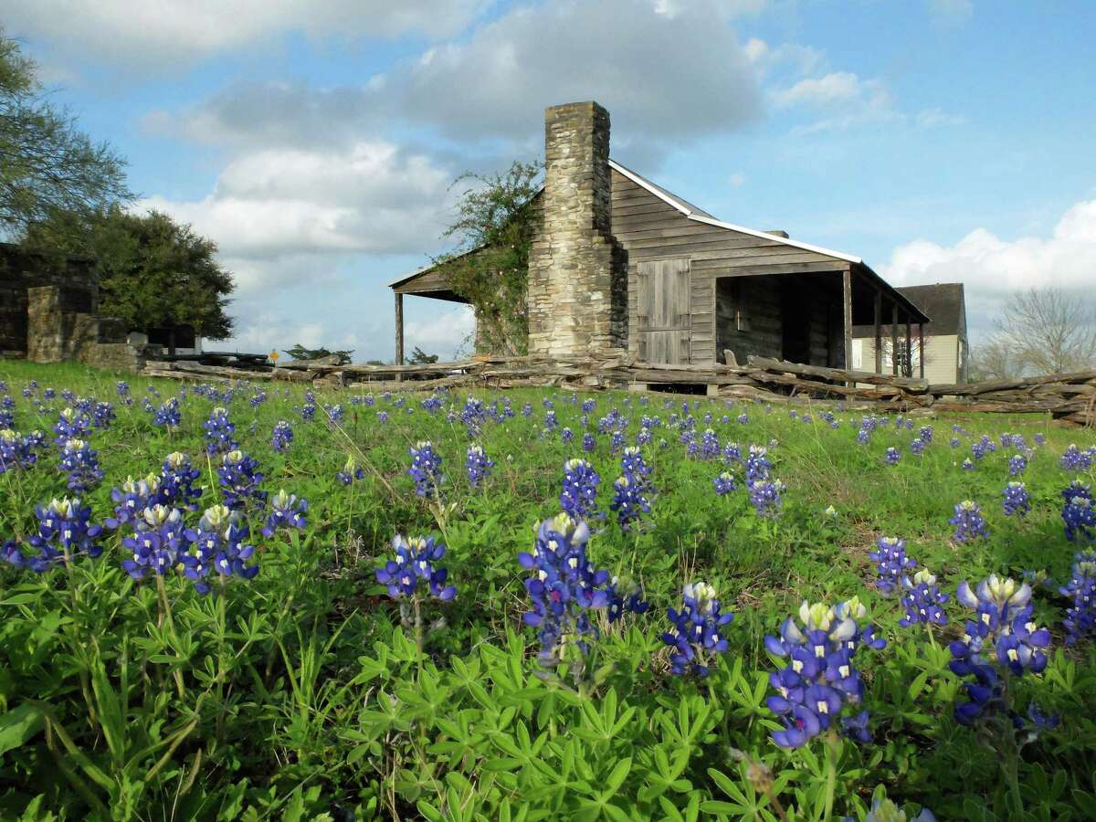 Bluebonnets are beginning to bloom beside the Independence Log House at Old Baylor Park in Independence, outside Brenham.