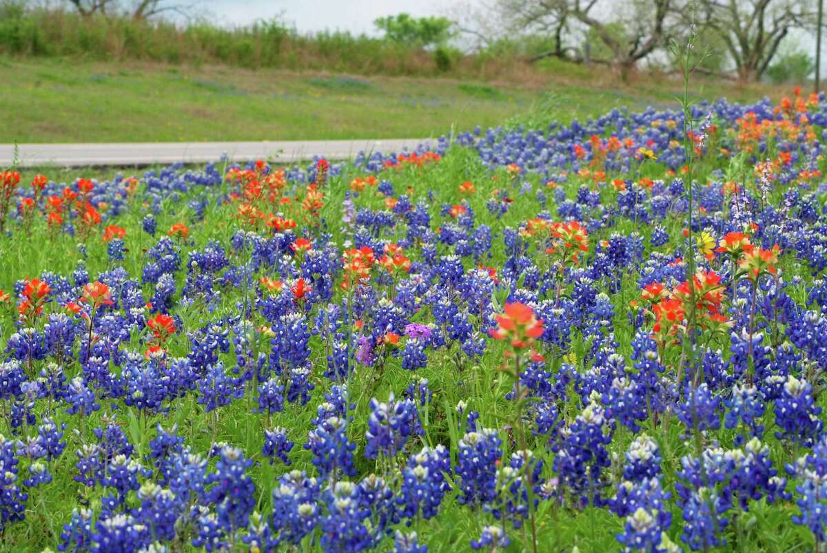 The official Festival of Texas highlights colorful