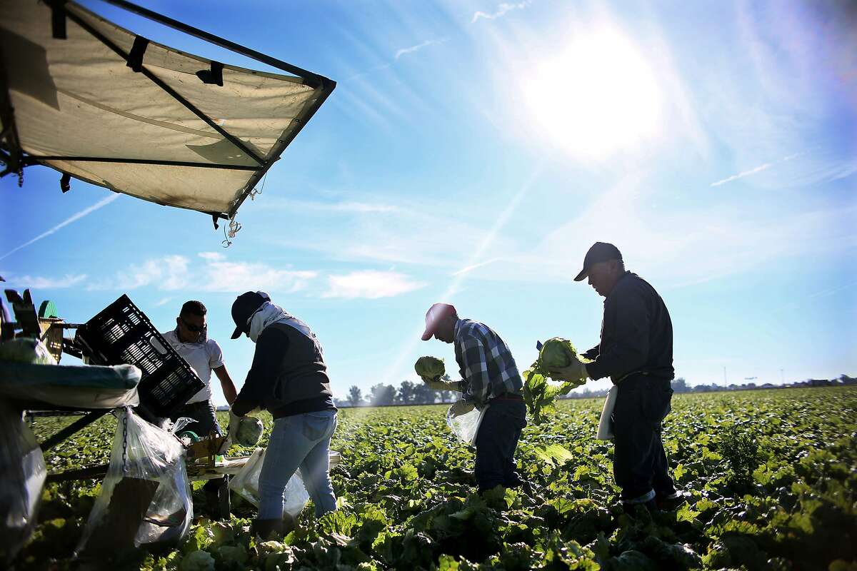 (FILES) This file photo taken on January 31, 2017 shows Mexican Farm workers harvesting lettuce in a field outside of Brawley, California, in the Imperial Valley. Donald Trump's actions against clandestine immigrants worry American farmers who use a large majority of foreign workers who accept low wages. / AFP PHOTO / Sandy HuffakerSANDY HUFFAKER/AFP/Getty Images