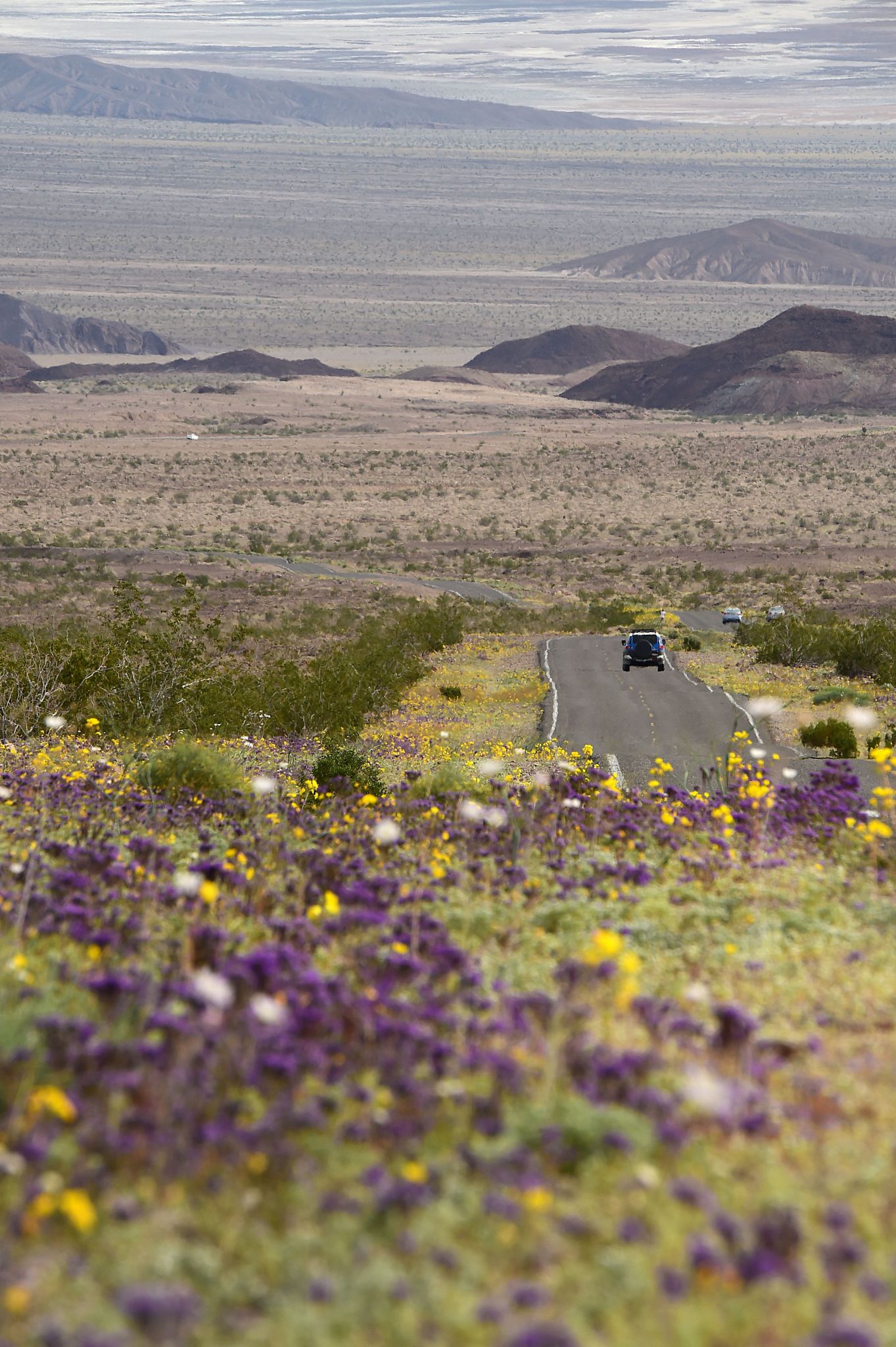 Super Bloom Watch: Will the Rare Desert Wildflower Burst Return in