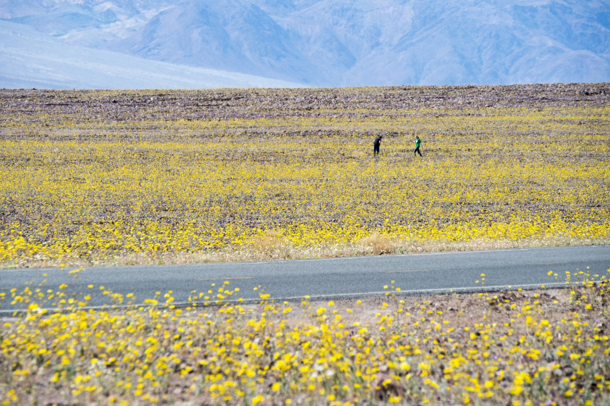 Superbloom Bike Jersey