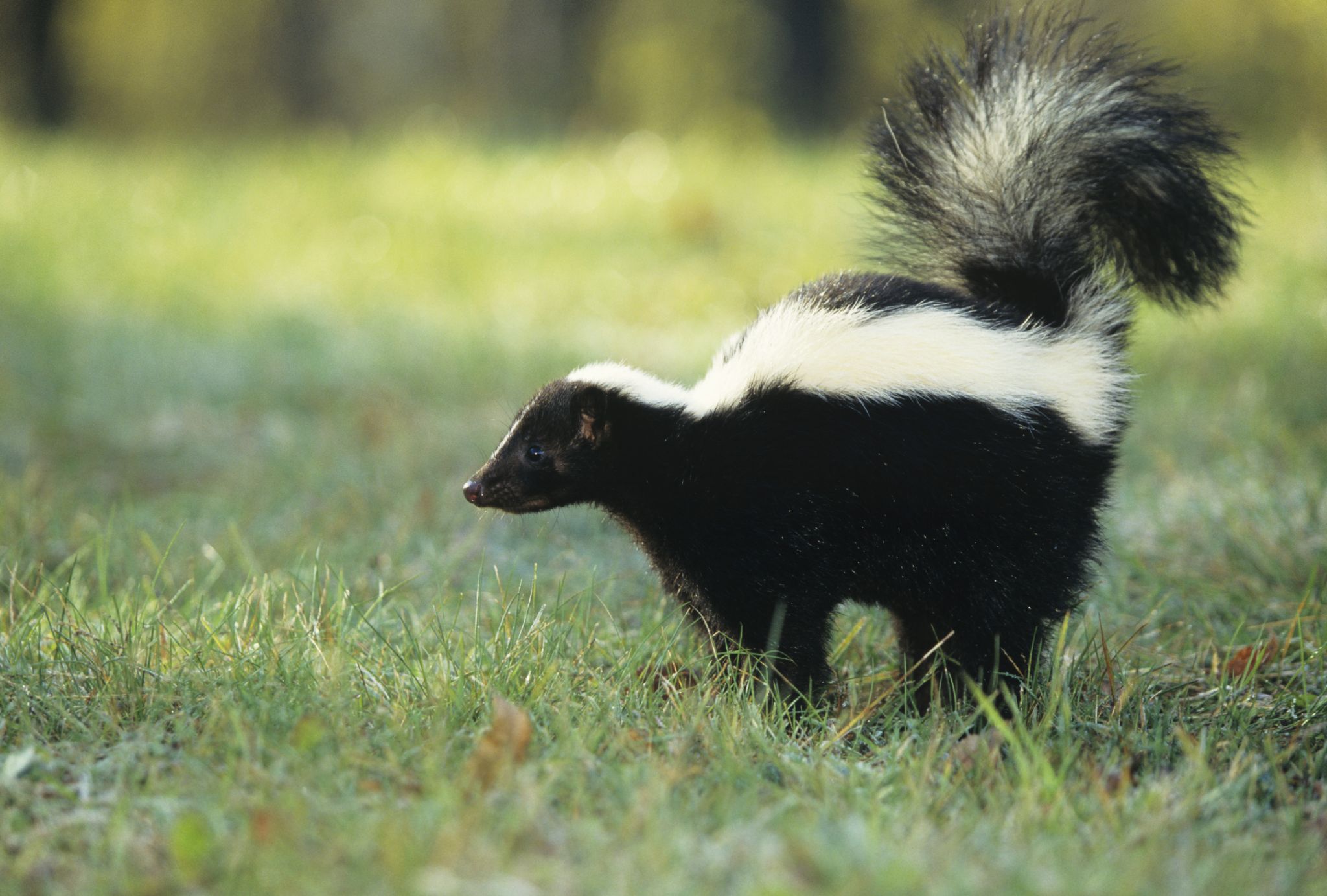 Skunk funk: Cole Valley homeowner tests unusual pest deterrent