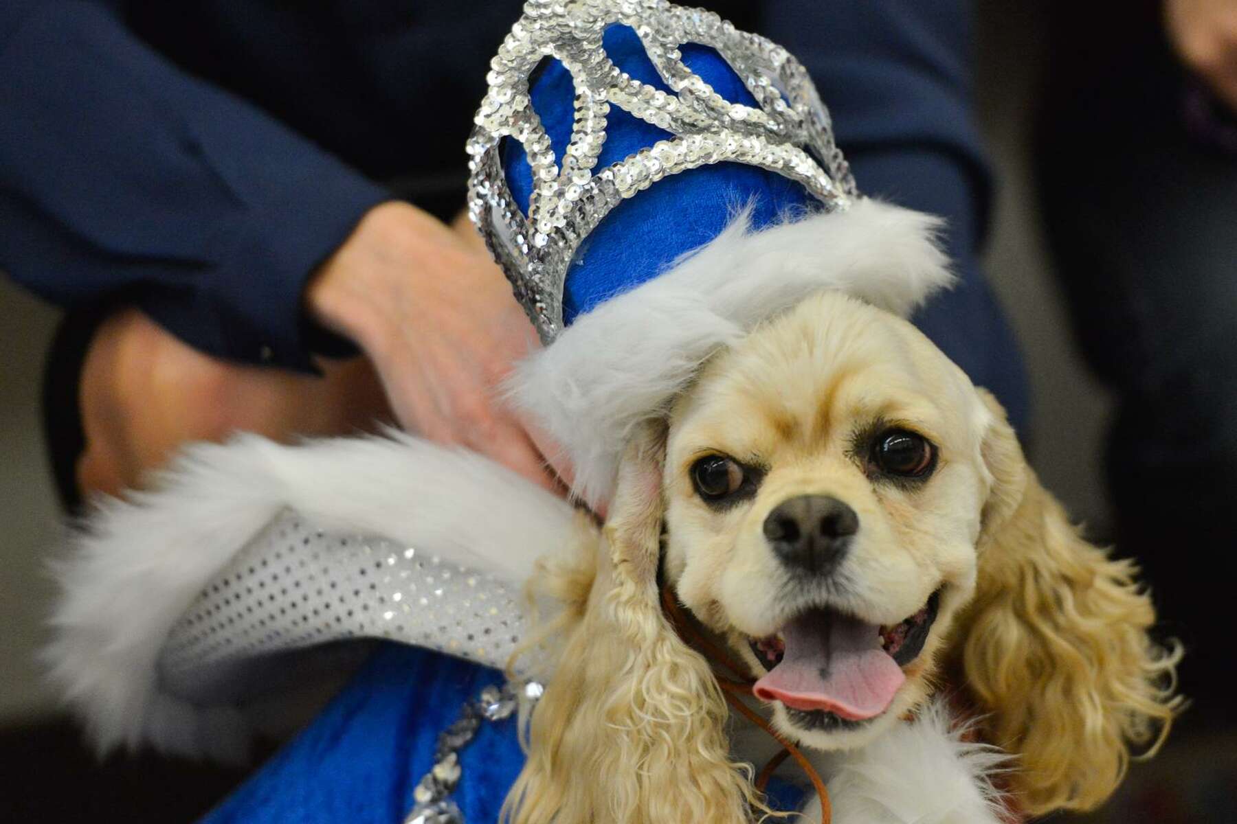 club westside houston exotic animals