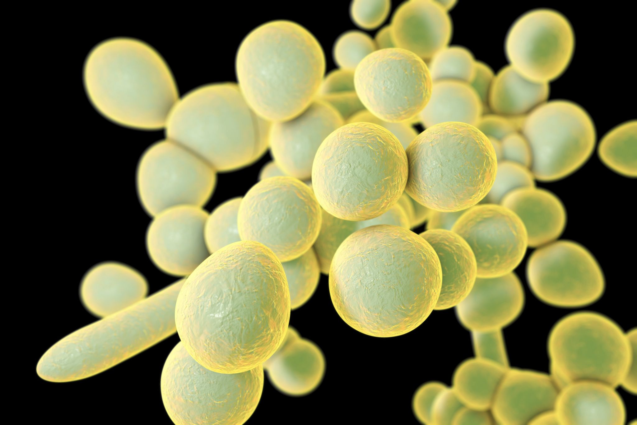 Желтые бактерии. Saccharomyces cerevisiae колонии. Дрожжеподобный грибок кандида. Дрожжевые грибы кандида.