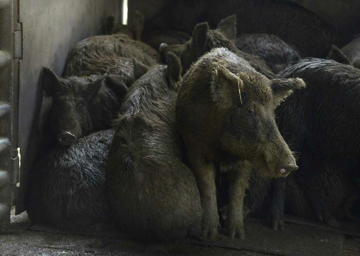 Feral hogs that have been trapped are held in a pen at Southern Wild Game, Inc. in Devine .