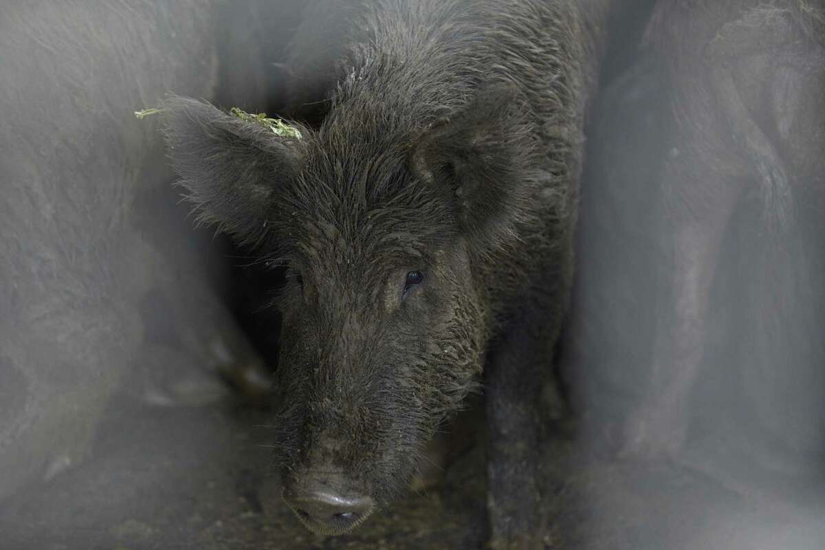Southern Wild Game, Inc. in Devine processes feral hogs that have been trapped around Texas for sales overseas.