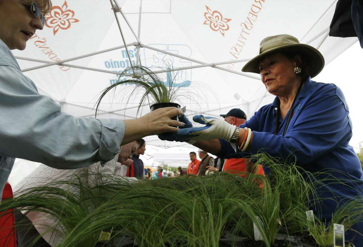 Maggie Harlan with Gardening Volunteers of South Texas hands a pony tail feather grass plant to an awaiting visitor at San Antonio Water System's annual Spring Bloom event on Saturday, Mar. 11, 2017. The event drew hundreds to seek out plant and gardening ideas on a misty Saturday morning. This year's theme aptly was rain gardens with gardening and landscape experts who spoke throughout the day and offered tips. There was also a learning area for children and hands-on demonstrations. (Kin Man Hui/San Antonio Express-News)
