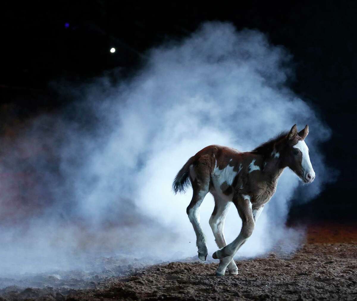 Painted Hostage, daughter of the recently retired 20-year-old bucking horse Hostage﻿runs through the smoke as her mother was honored in Houston.﻿